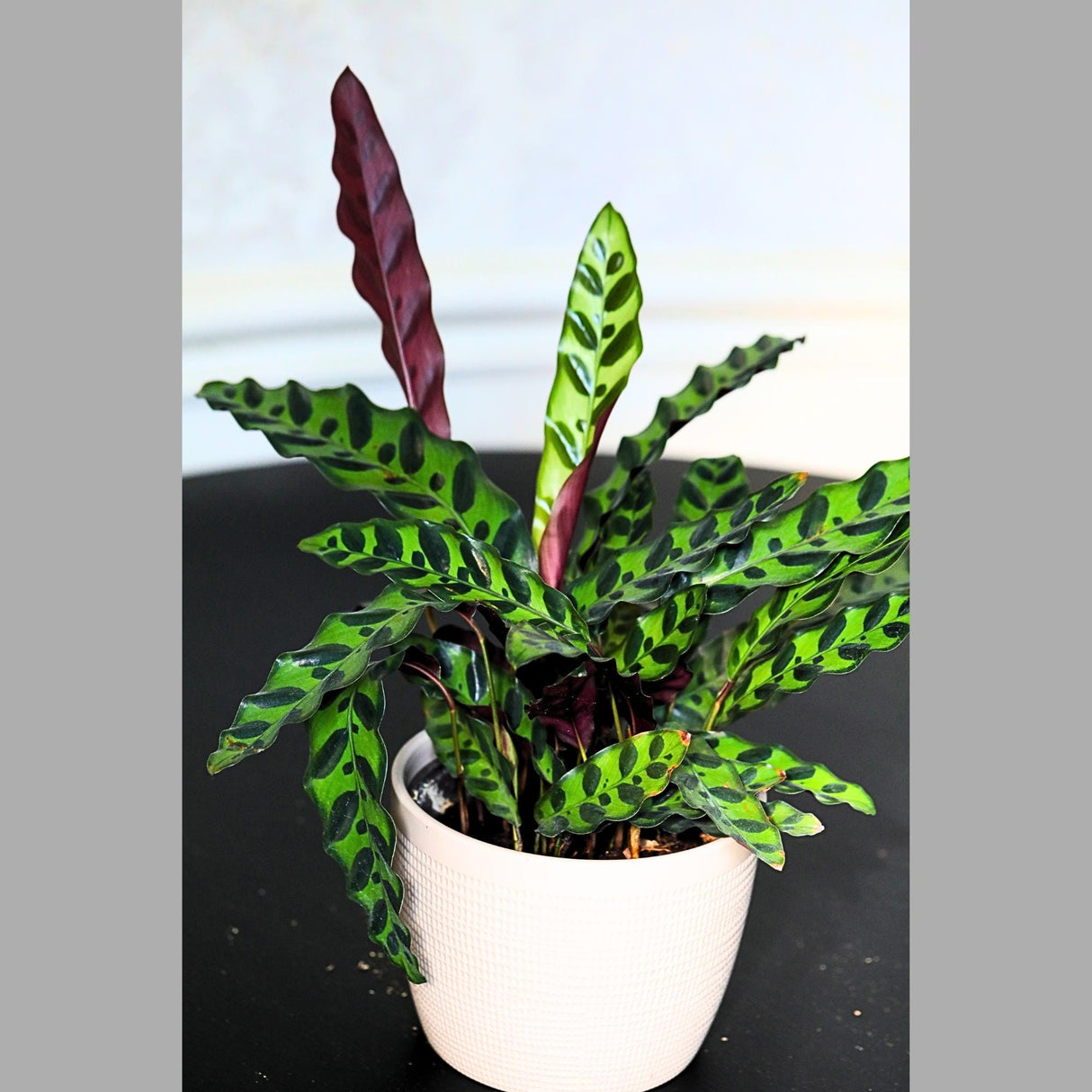 Rare Calathea Lancifolia in a 6" Grow Pot - Air purifier Rattlesnake Calathea Plant - Gift Houseplant For Housewarming For Birthday Gift