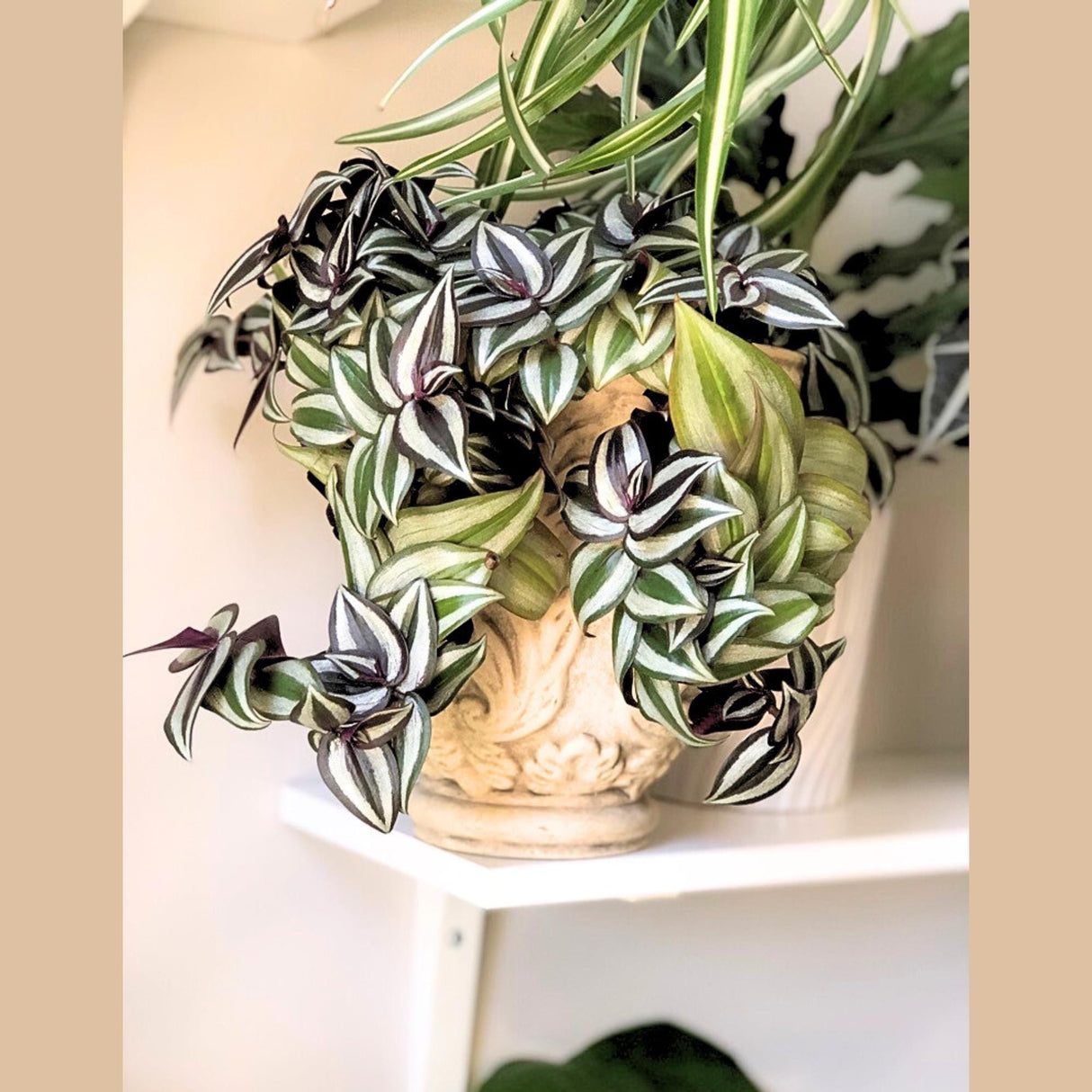 Tradescantia Nanouk Lilac Plant in a 4" Pot - Rare Tradescantia - Rare Pink Silver Wandering Jew - Easy Care Hardy Indoor Houseplant