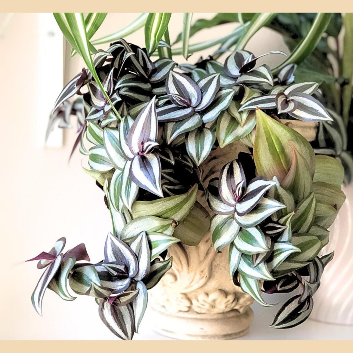 Tradescantia Nanouk Lilac Plant in a 4" Pot - Rare Tradescantia - Rare Pink Silver Wandering Jew - Easy Care Hardy Indoor Houseplant