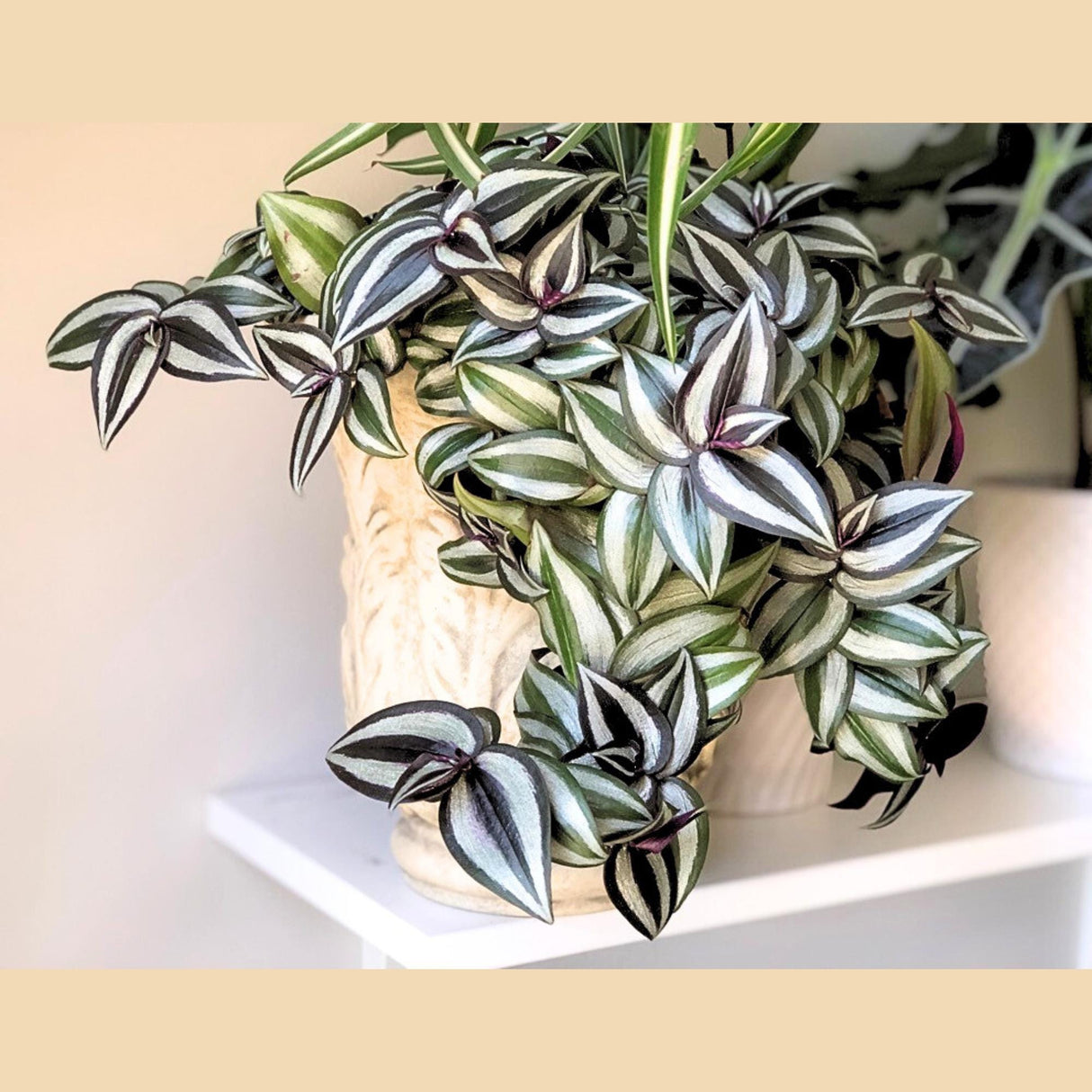 Tradescantia Nanouk Lilac Plant in a 4" Pot - Rare Tradescantia - Rare Pink Silver Wandering Jew - Easy Care Hardy Indoor Houseplant