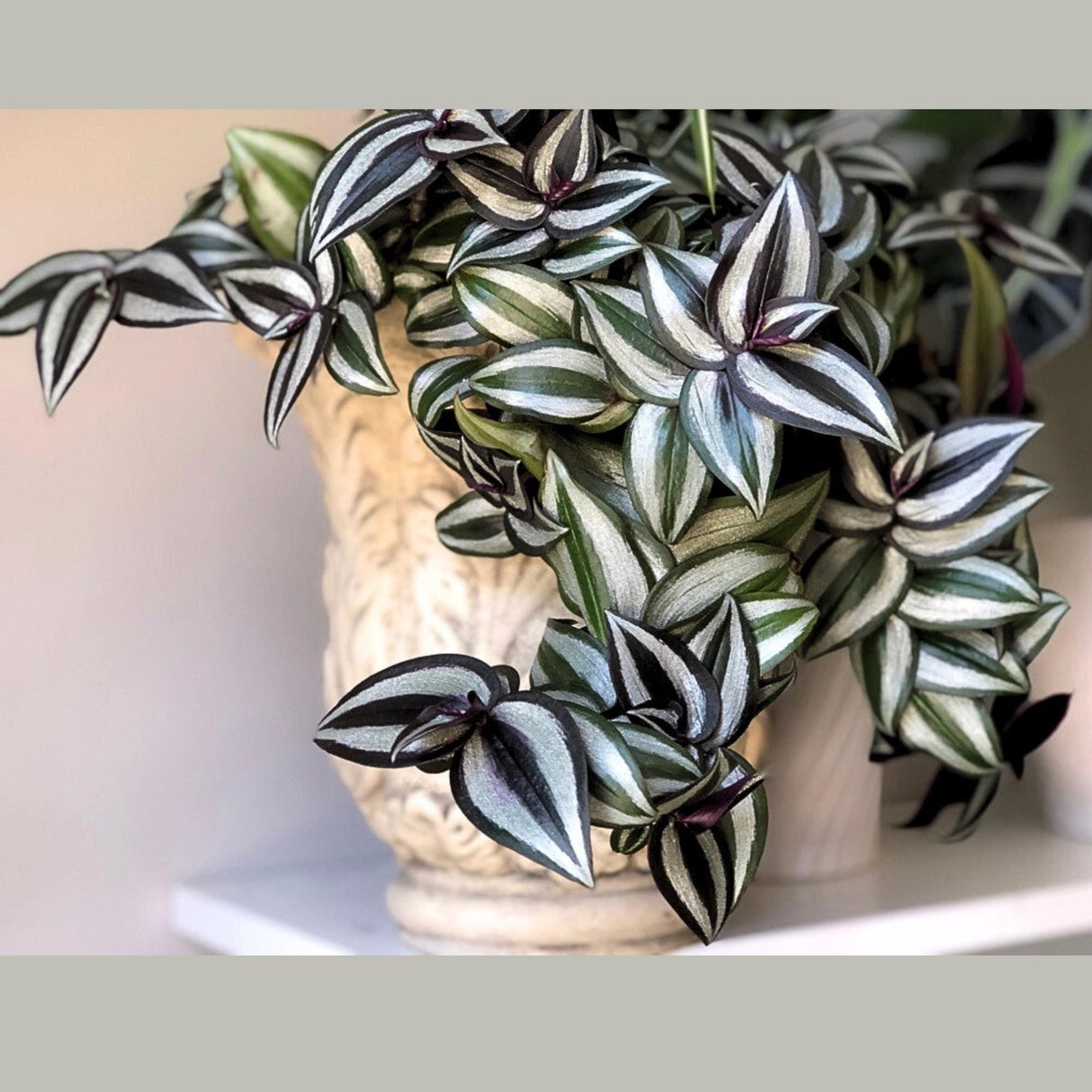 Silver Wandering Jew Plant in 4" Nursery Pot - Rare Tradescantia - Pink Silver Wandering Jew - Easy Care Hardy Indoor Houseplant