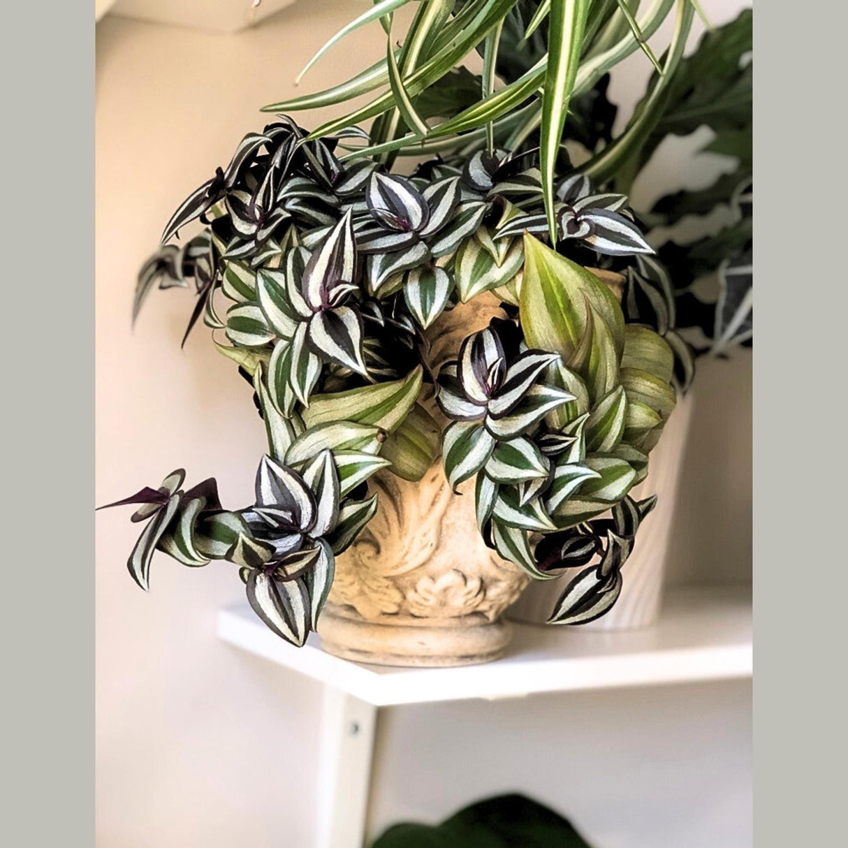 Silver Wandering Jew Plant in 4" Nursery Pot - Rare Tradescantia - Pink Silver Wandering Jew - Easy Care Hardy Indoor Houseplant