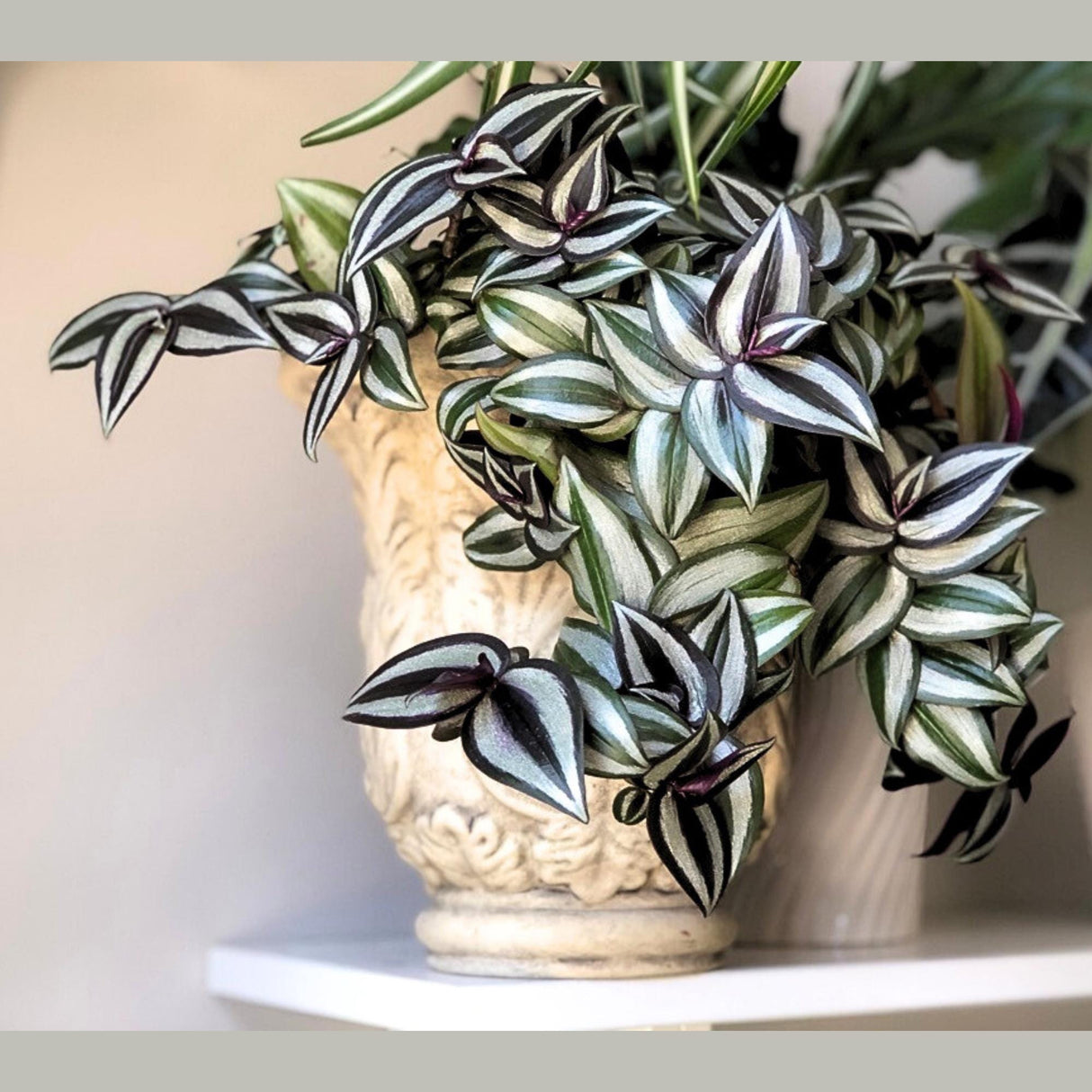 Silver Wandering Jew Plant in 4" Nursery Pot - Rare Tradescantia - Pink Silver Wandering Jew - Easy Care Hardy Indoor Houseplant