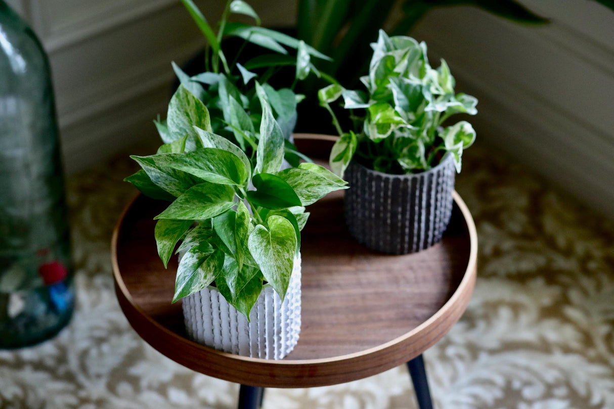 Pack of 3 for Cebu Blue, Marble Pothos and N'Joy Pothos in a 4" Nursery Pots - Variegated Indoor Easy Care Houseplant - Air Purifier Plants