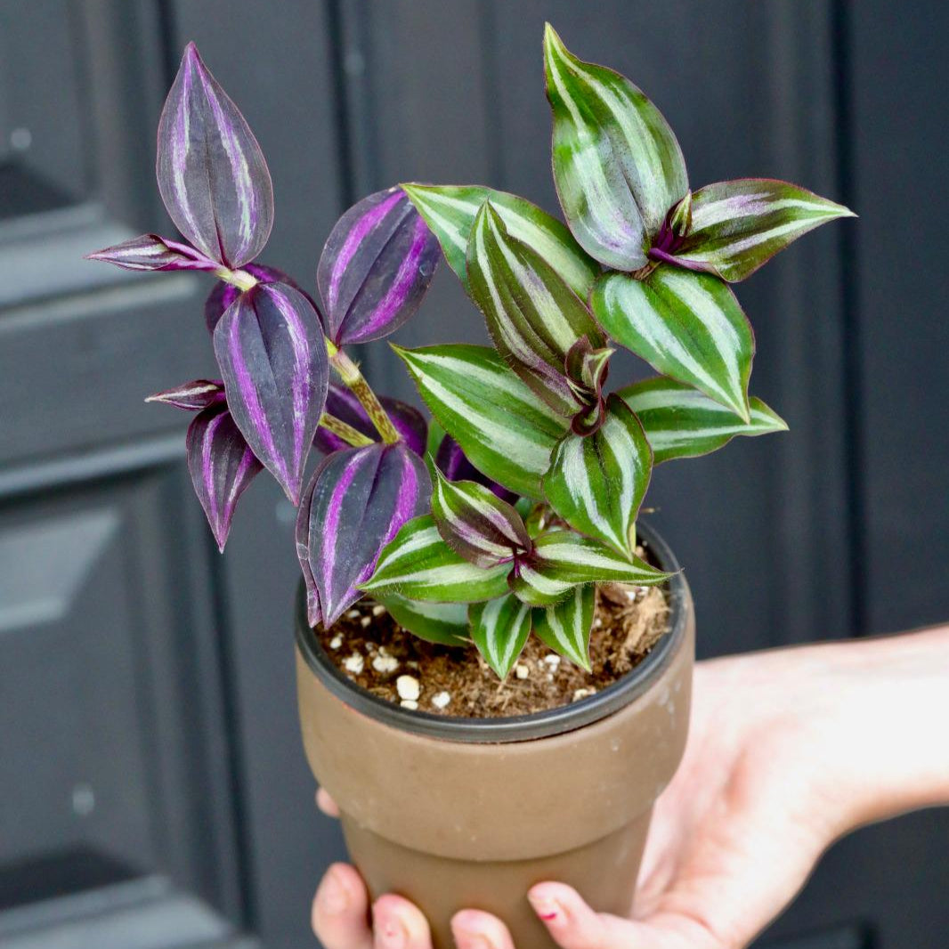 Mix of Silver & Purple Wandering Jew Plant in a 3" Nursery Pot | Easy Care Indoor Houseplant | Fast-Growing Pet Friendly Tradescantia Plant