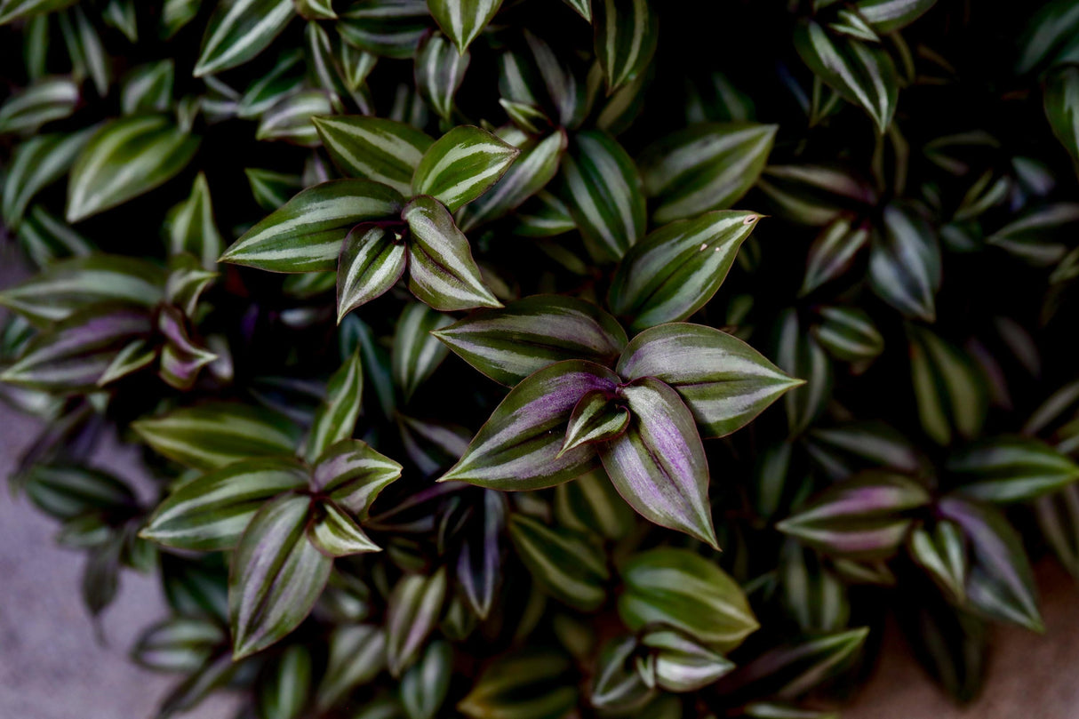 Silver Wandering Jew Plant in 3" Nursery Pot - Rare Tradescantia - Wandering Jew Vining Plant - Low Light Indoor Plant - Air Purifying Plant