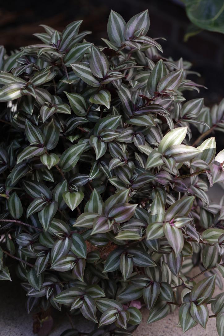Silver Wandering Jew 3 Cuttings Bundle - Wandering Jew Vining Plant - Low Light Indoor Plants - Air Purifying Purple and silver houseplant