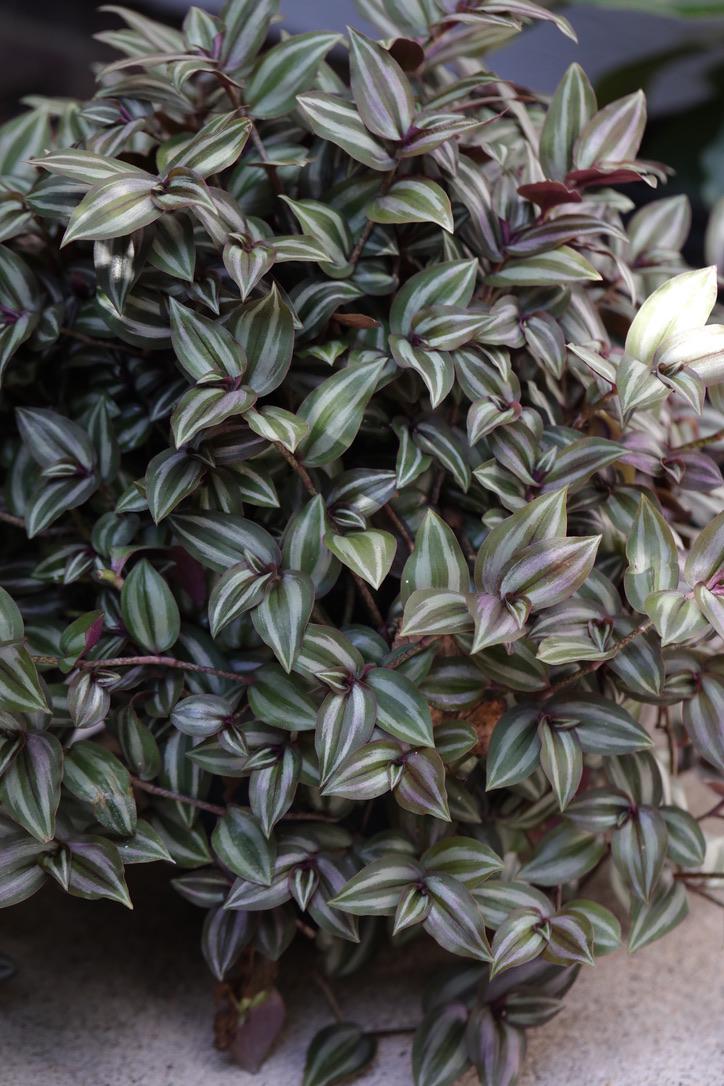 Silver Wandering Jew 3 Cuttings Bundle - Wandering Jew Vining Plant - Low Light Indoor Plants - Air Purifying Purple and silver houseplant