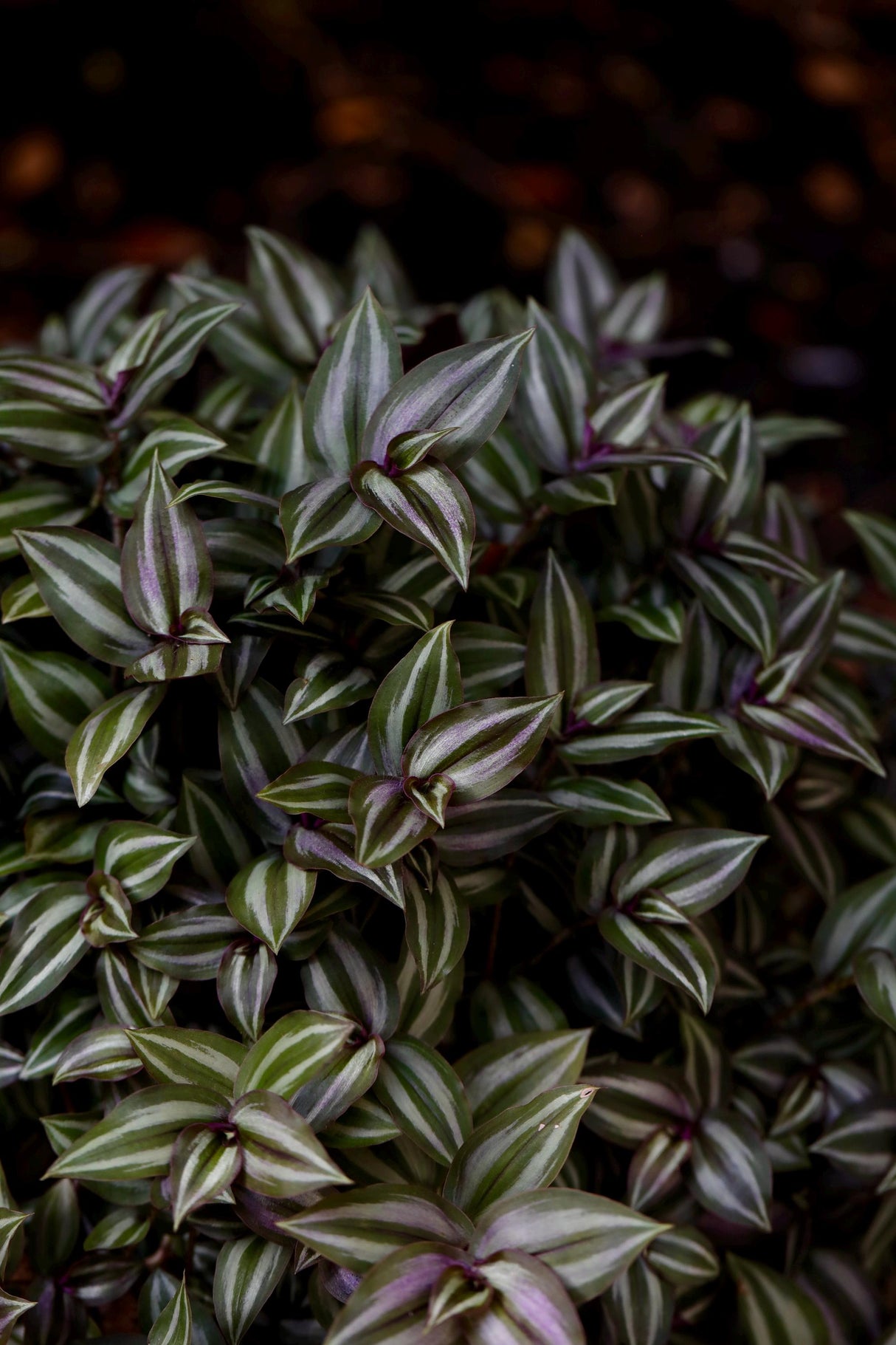 Silver Wandering Jew 3 Cuttings Bundle - Wandering Jew Vining Plant - Low Light Indoor Plants - Air Purifying Purple and silver houseplant