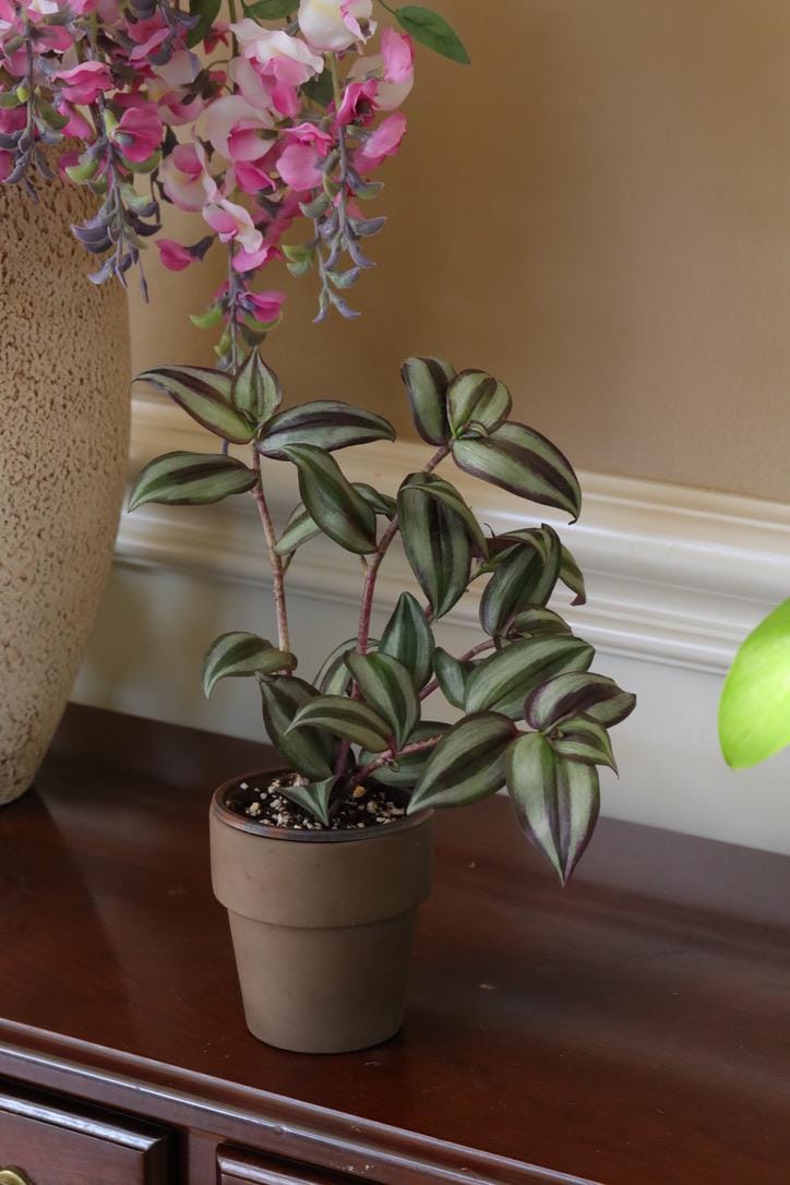 Silver Wandering Jew Plant in 3" Pot - Rare Tradescantia - Wandering Jew Vining Plant - Low Light Indoor Plants - Air Purifying Plants