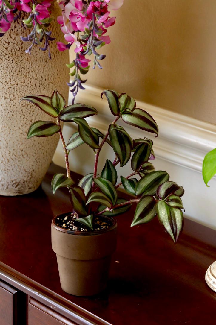 Silver Wandering Jew Plant in 3" Pot - Rare Tradescantia - Wandering Jew Vining Plant - Low Light Indoor Plants - Air Purifying Plants