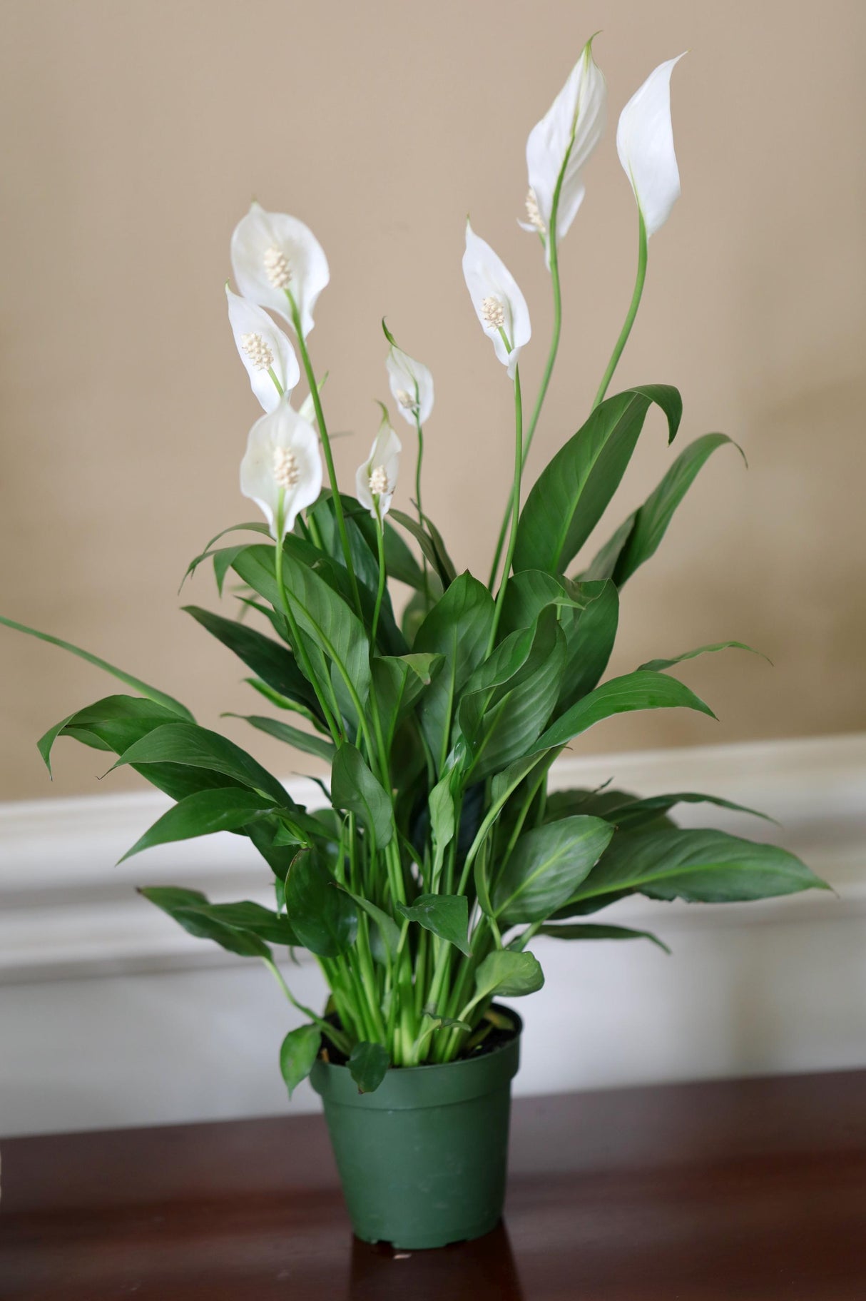 lily plant indoor