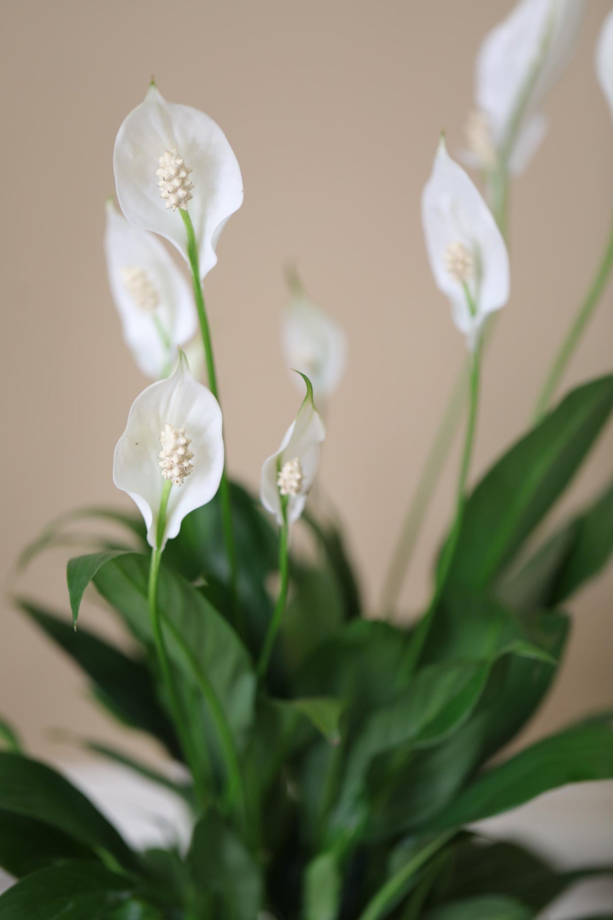 peace lily plant