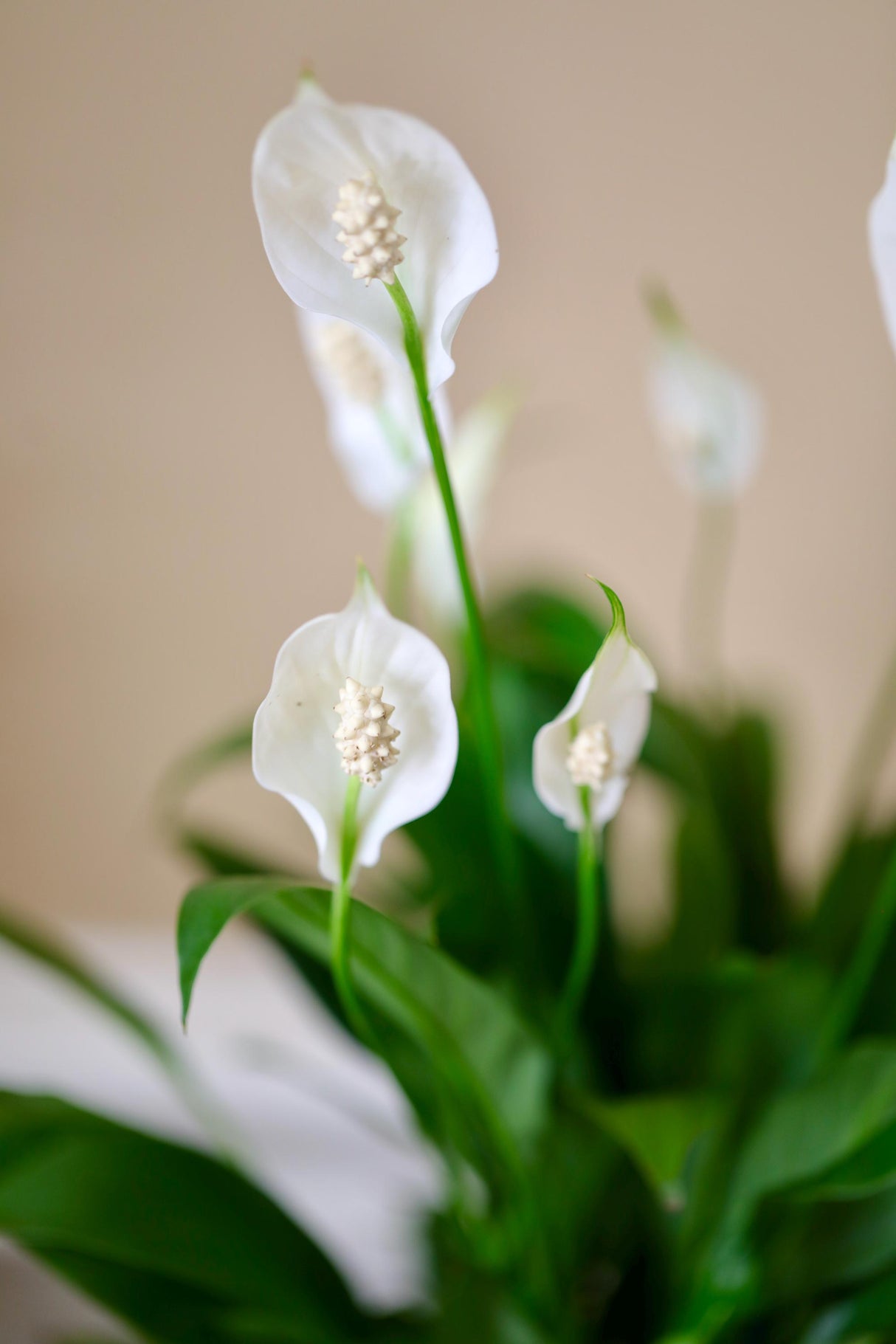 indoor lily