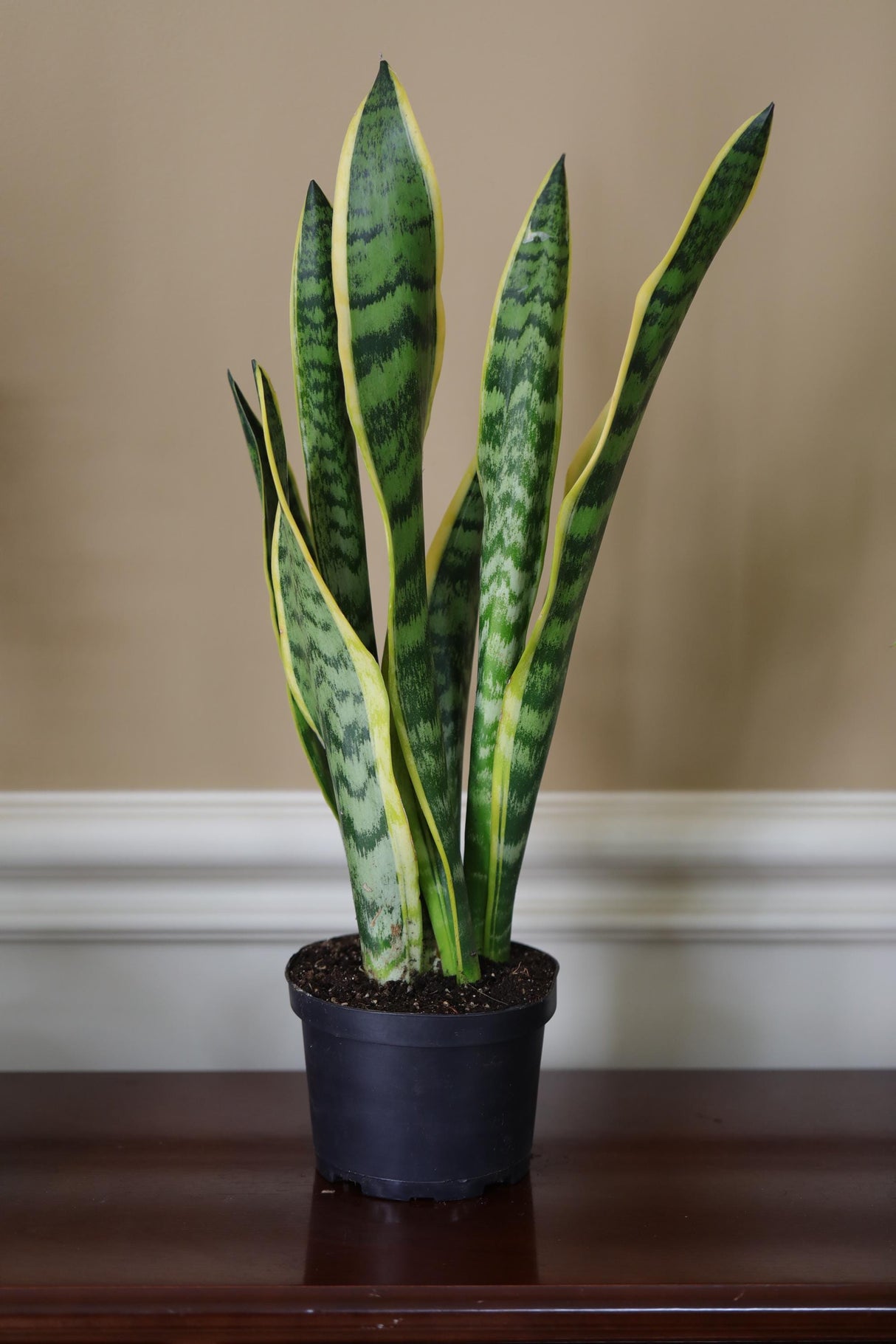 Live Snake Plant in 6" Nursery pot - Mother-In-Law's-Tongue Plant - Sansevieria Laurentii - Air Purifier Indoor Plant - Low Light Plants