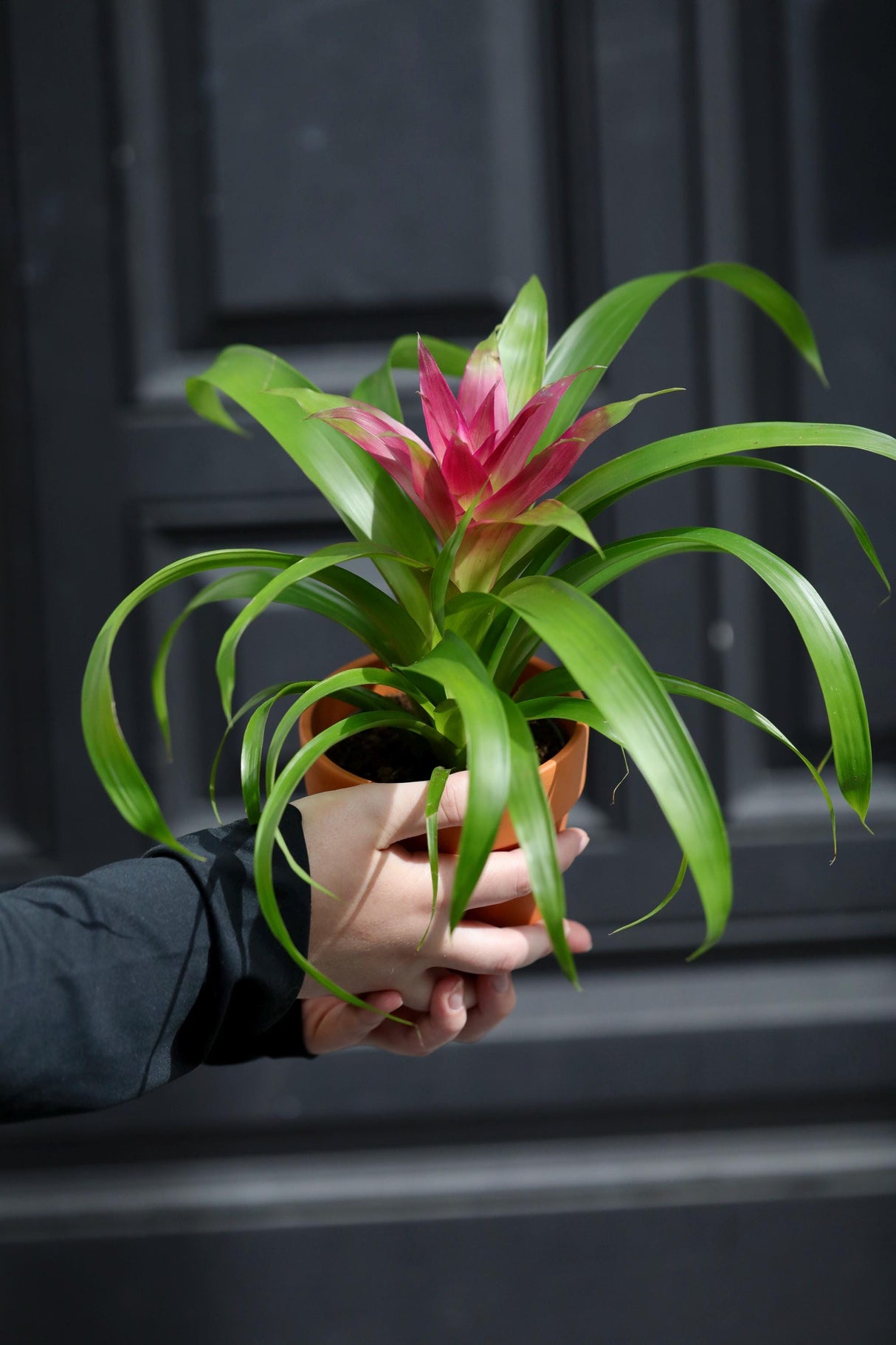 Bromeliad - Flowering Indoor Plant in a 4" Nursery Pot - Houseplant with Flowers - New House Gift - Room Decor Live Plant - Gift Plant