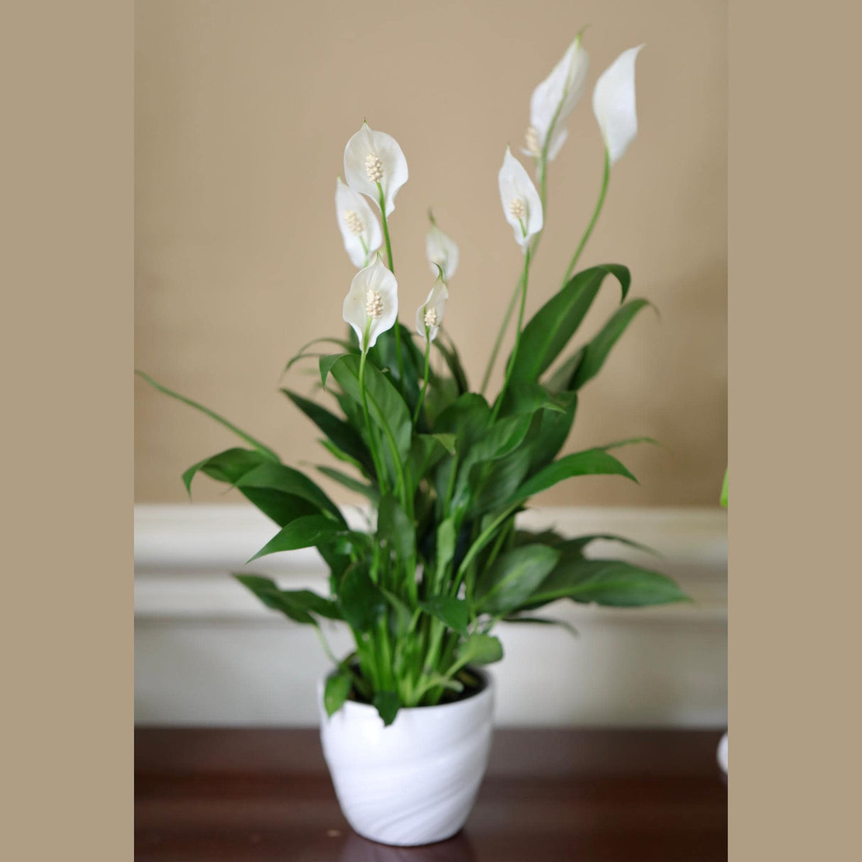 Spathiphyllum