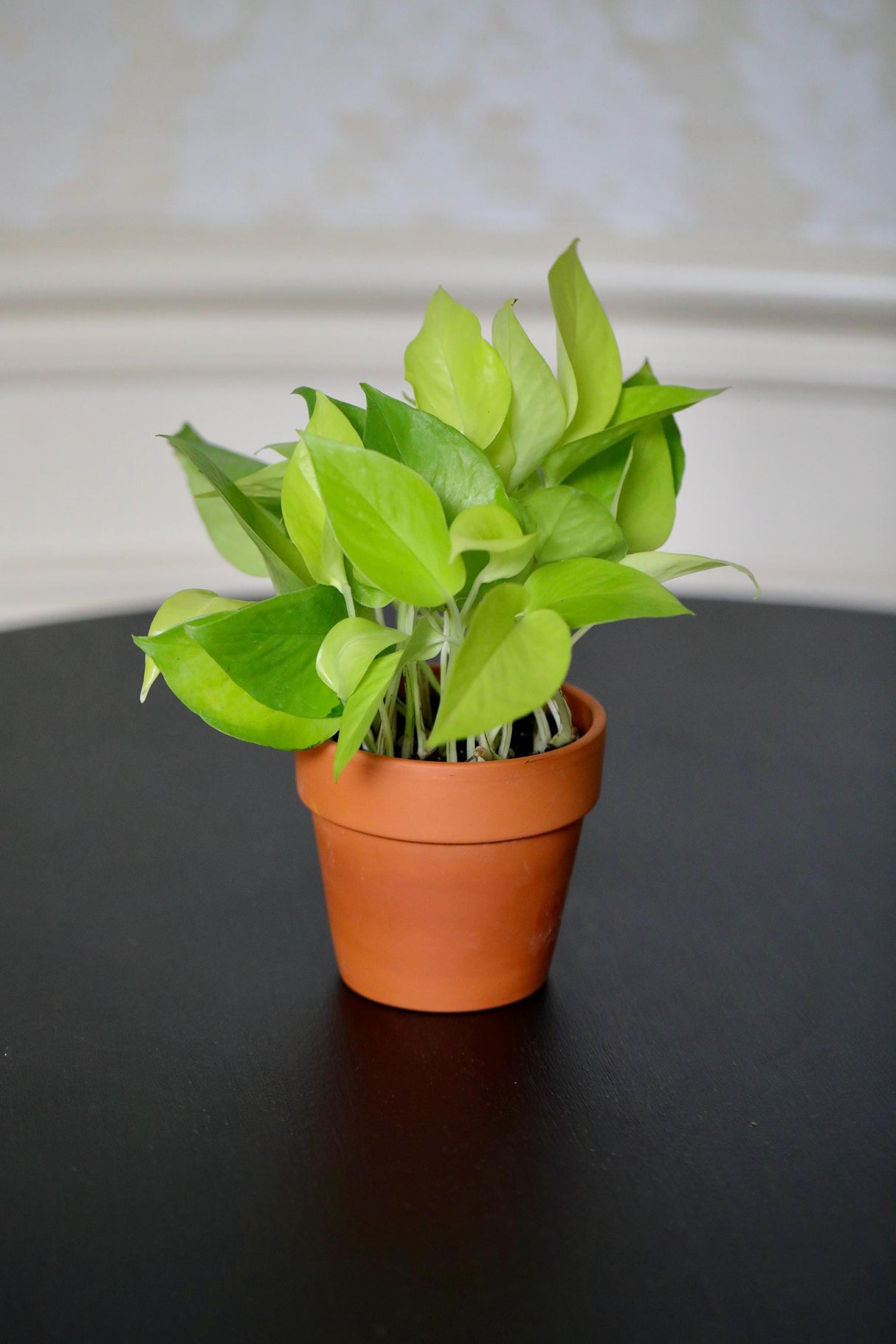 Epipremnum Aureum Neon Pothos | Live Vining Plant in 3" Nursery Pot | Indoor Gift Plant | Low light Plants |Home Decor | Tropical Houseplant