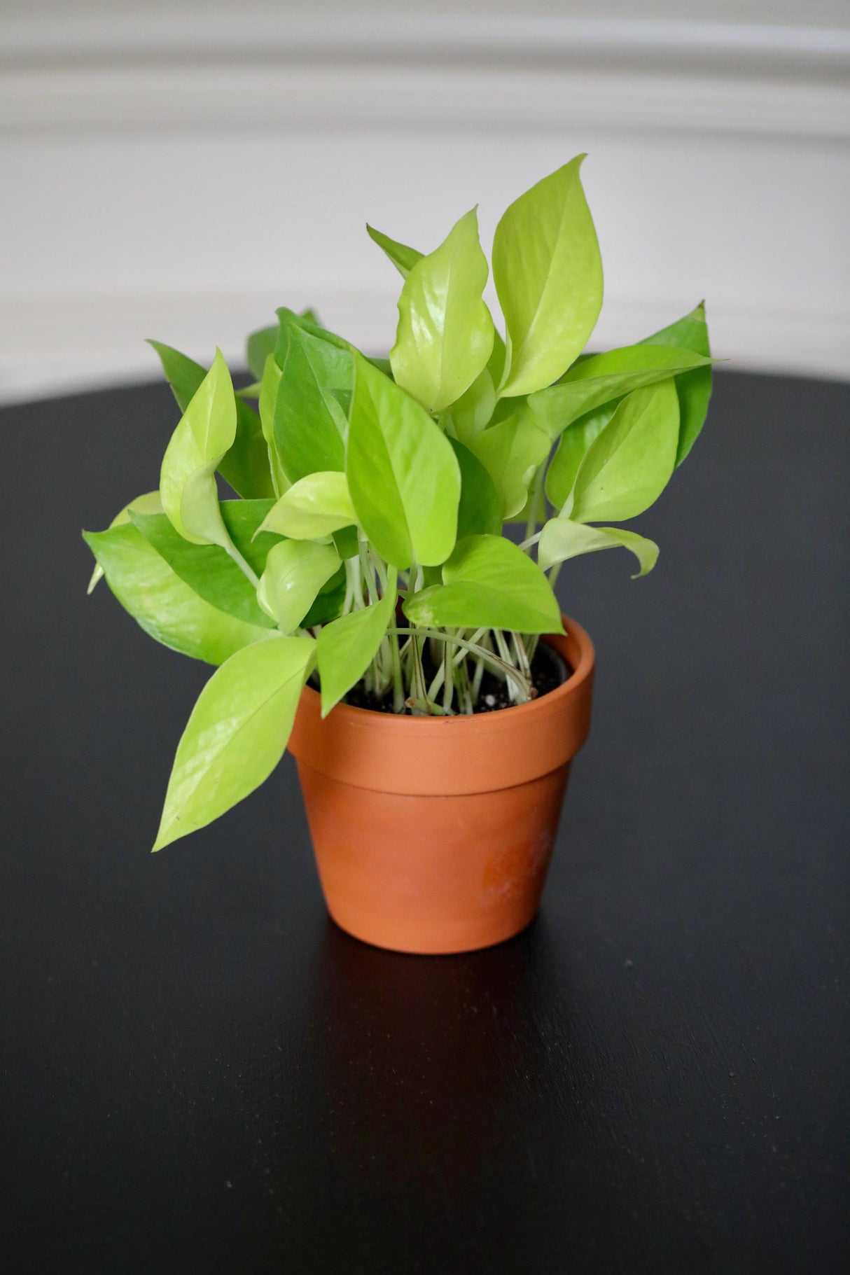 Epipremnum Aureum Neon Pothos | Live Vining Plant in 3" Nursery Pot | Indoor Gift Plant | Low light Plants |Home Decor | Tropical Houseplant
