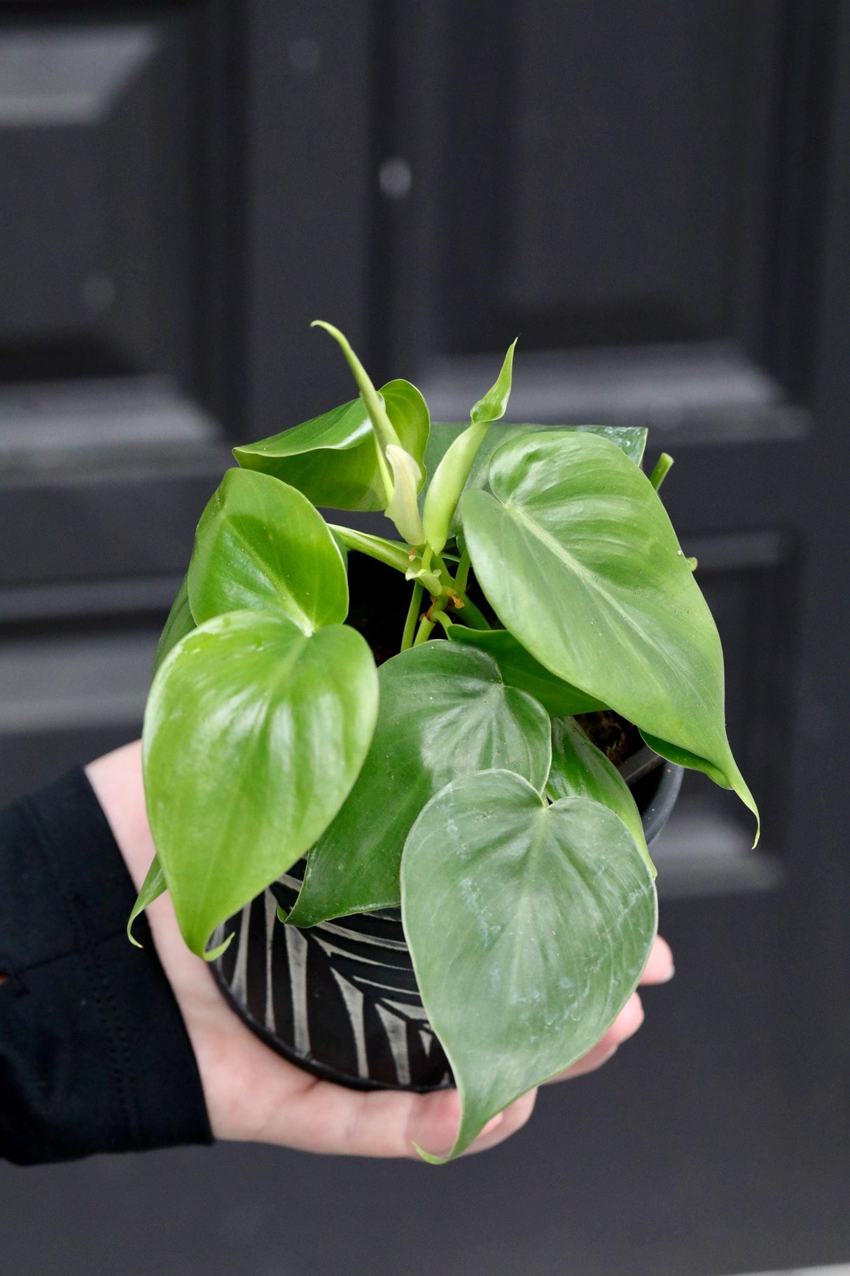 Philodendron cordatum “heartleaf” in a 2inch Nursery Pot- Live House Plant- Air Purifying Indoor Plant - Trailing Plant - Heart Philodendron
