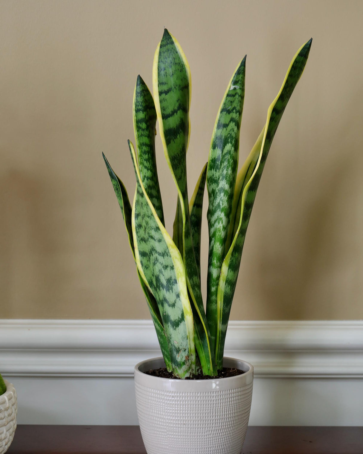 Live Snake Plant in 6" Nursery pot - Mother-In-Law's-Tongue Plant - Sansevieria Laurentii - Air Purifier Indoor Plant - Low Light Plants