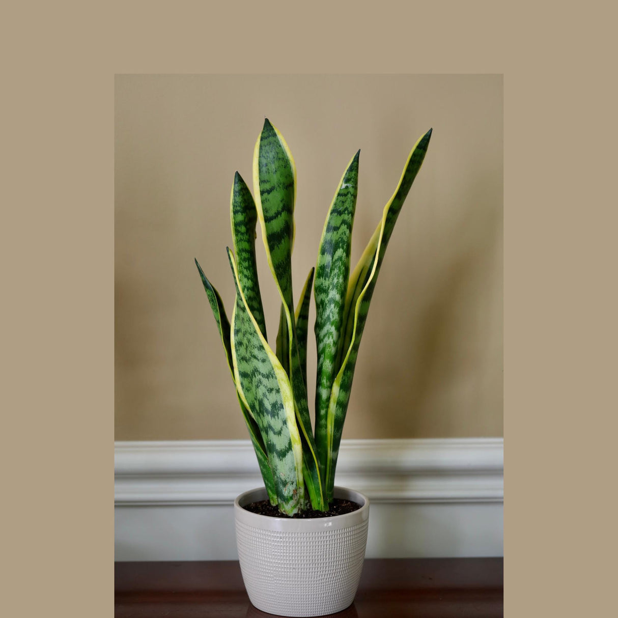 Live Snake Plant in 6" Nursery pot - Mother-In-Law's-Tongue Plant - Sansevieria Laurentii - Air Purifier Indoor Plant - Low Light Plants