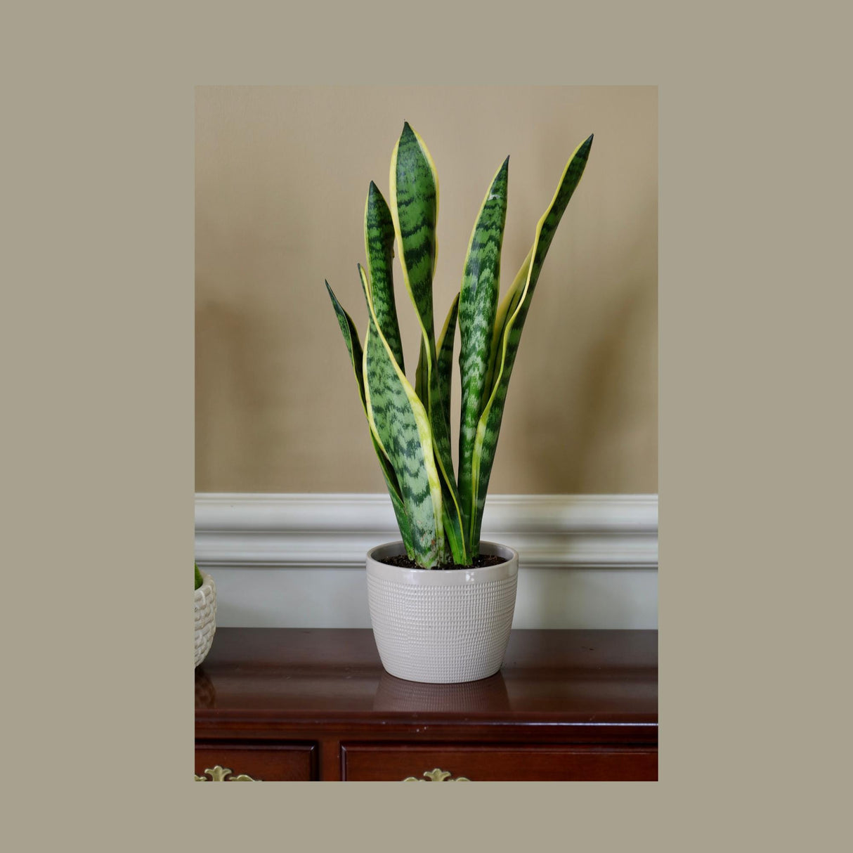 Live Snake Plant in 6" Nursery pot - Mother-In-Law's-Tongue Plant - Sansevieria Laurentii - Air Purifier Indoor Plant - Low Light Plants