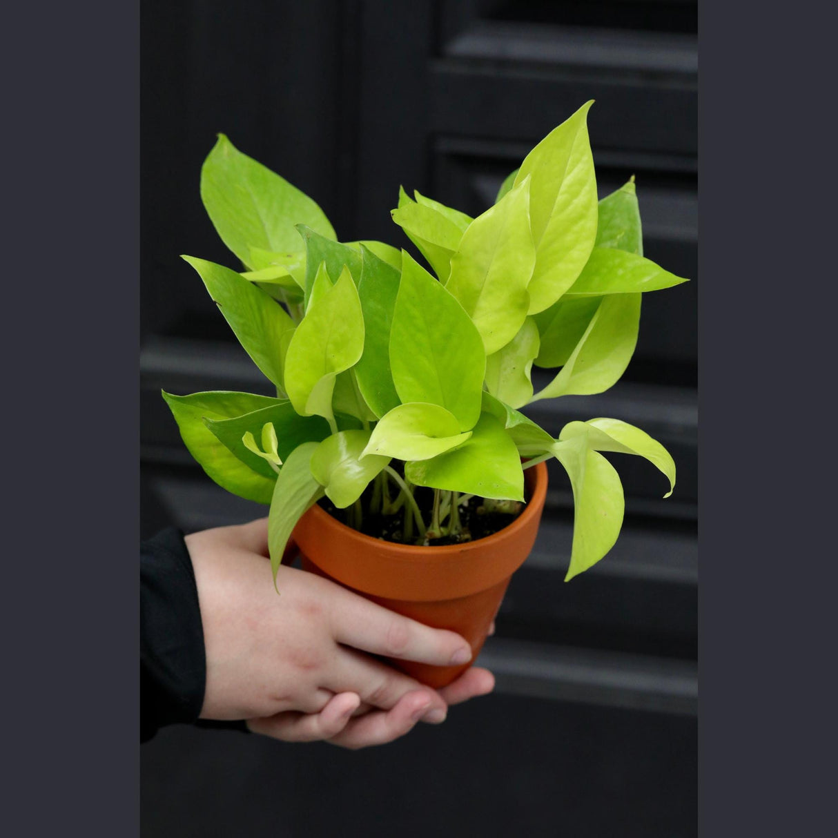 Epipremnum Aureum Neon Pothos | Live Vining Plant in 3" Nursery Pot | Indoor Gift Plant | Low light Plants |Home Decor | Tropical Houseplant