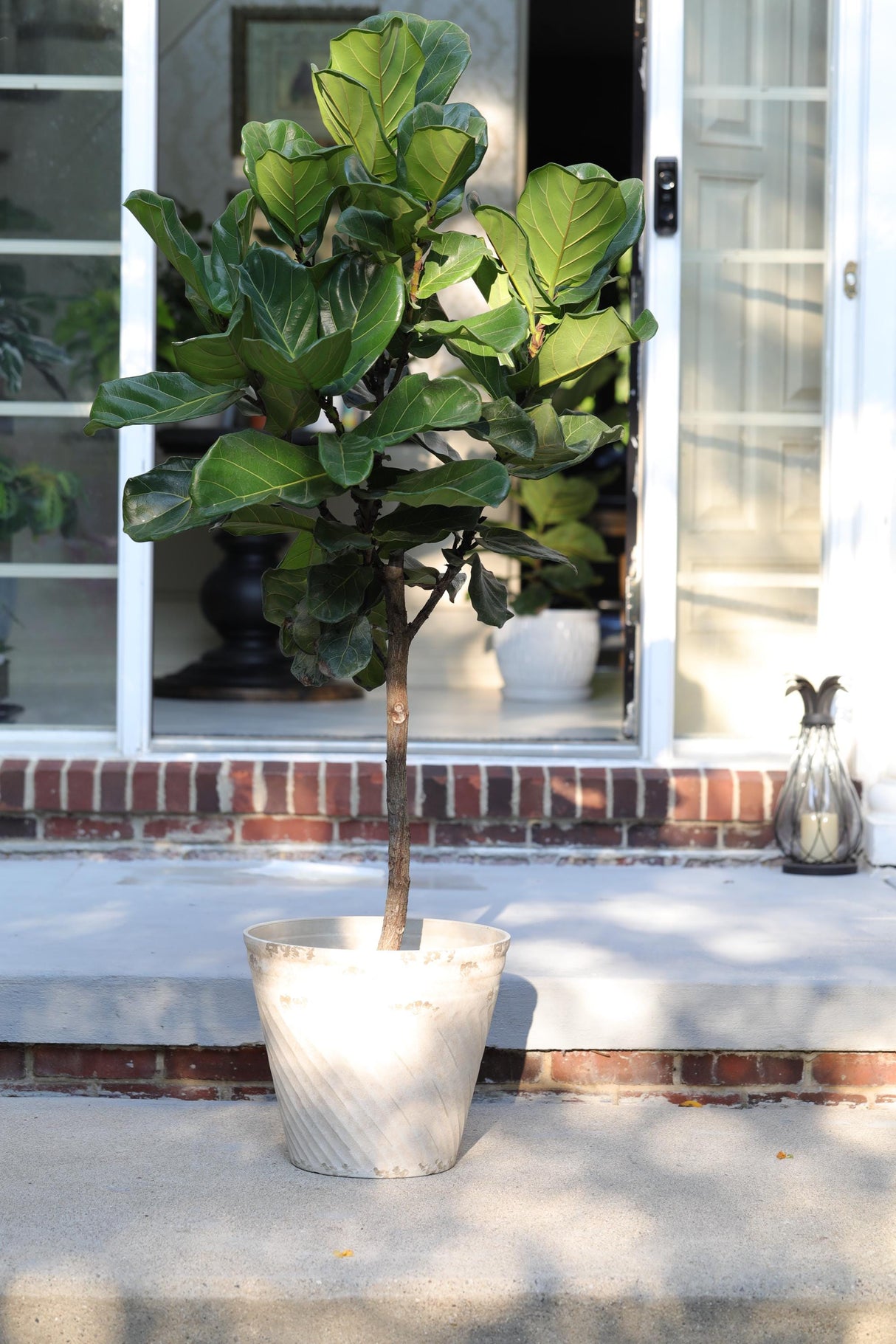 Fiddle Fig Tree Live Houseplant | Large Fixus Lyrata Fig Tree for indoor | 4.5 Feet Indoor Tree in 10” Nursery Pot