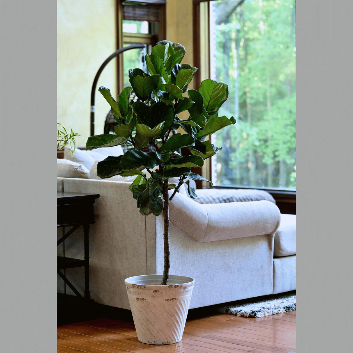 Fiddle Fig Tree Live Houseplant | Large Fixus Lyrata Fig Tree for indoor | 4.5 Feet Indoor Tree in 10” Nursery Pot