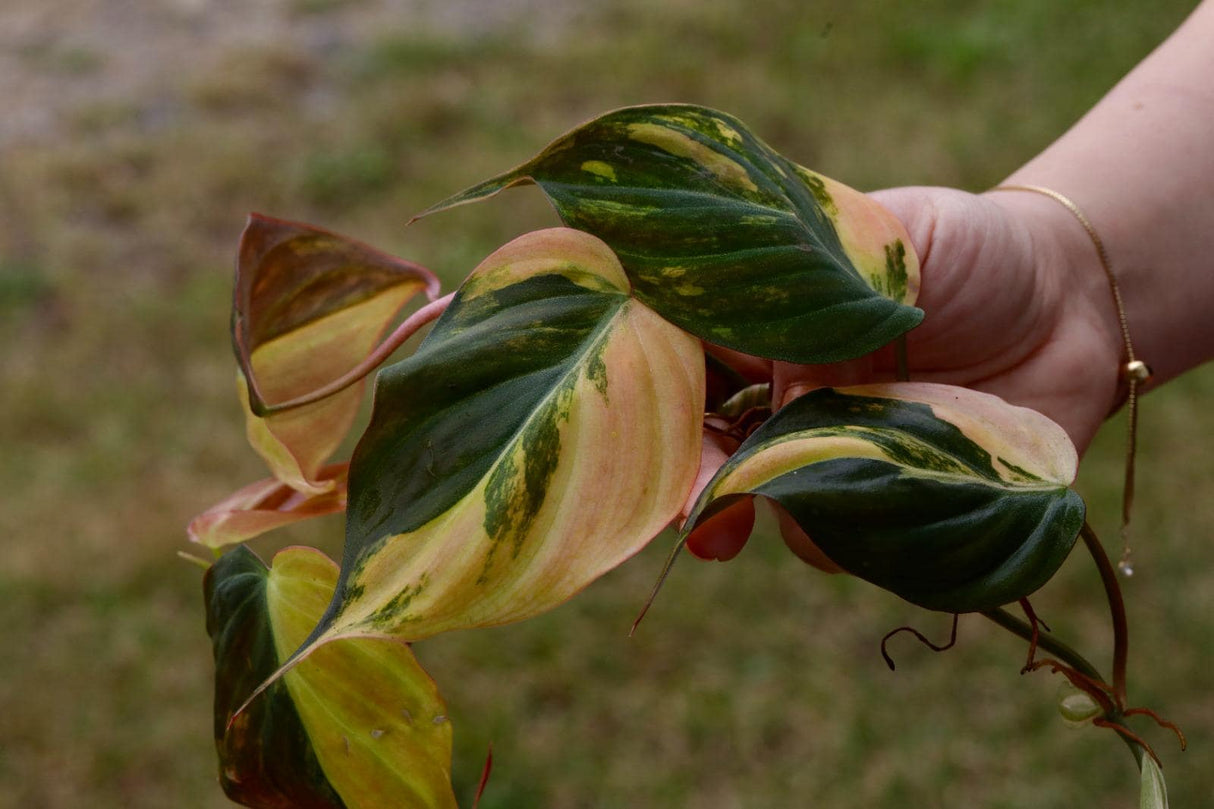 Variegated Philodendron Mican Aurea Cuttings - Velvet Heartleaf Philodendron - Low Light Vining Indoor Plant