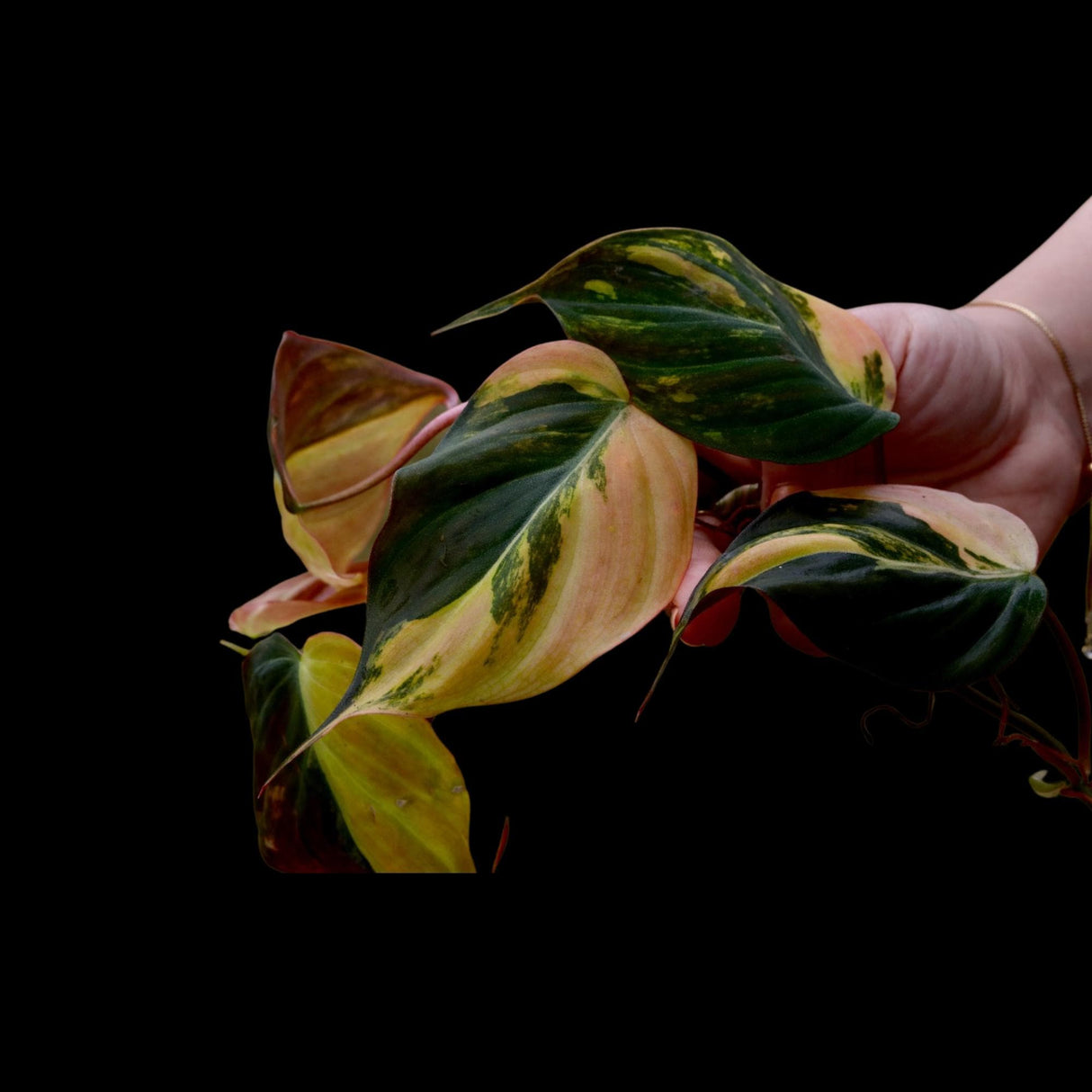 Variegated Philodendron Mican Aurea Cuttings - Velvet Heartleaf Philodendron - Low Light Vining Indoor Plant