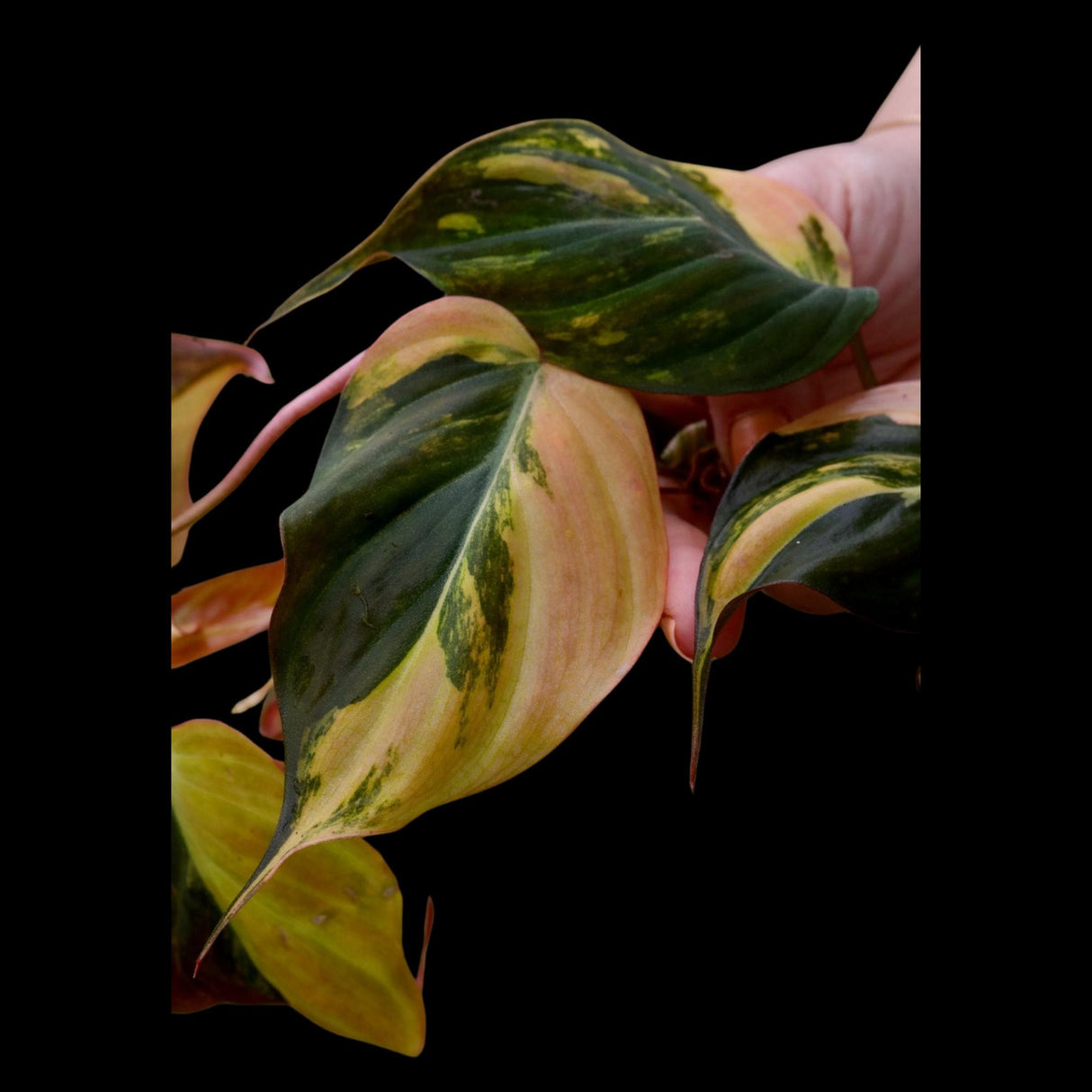 Variegated Philodendron Mican Aurea Cuttings - Velvet Heartleaf Philodendron - Low Light Vining Indoor Plant