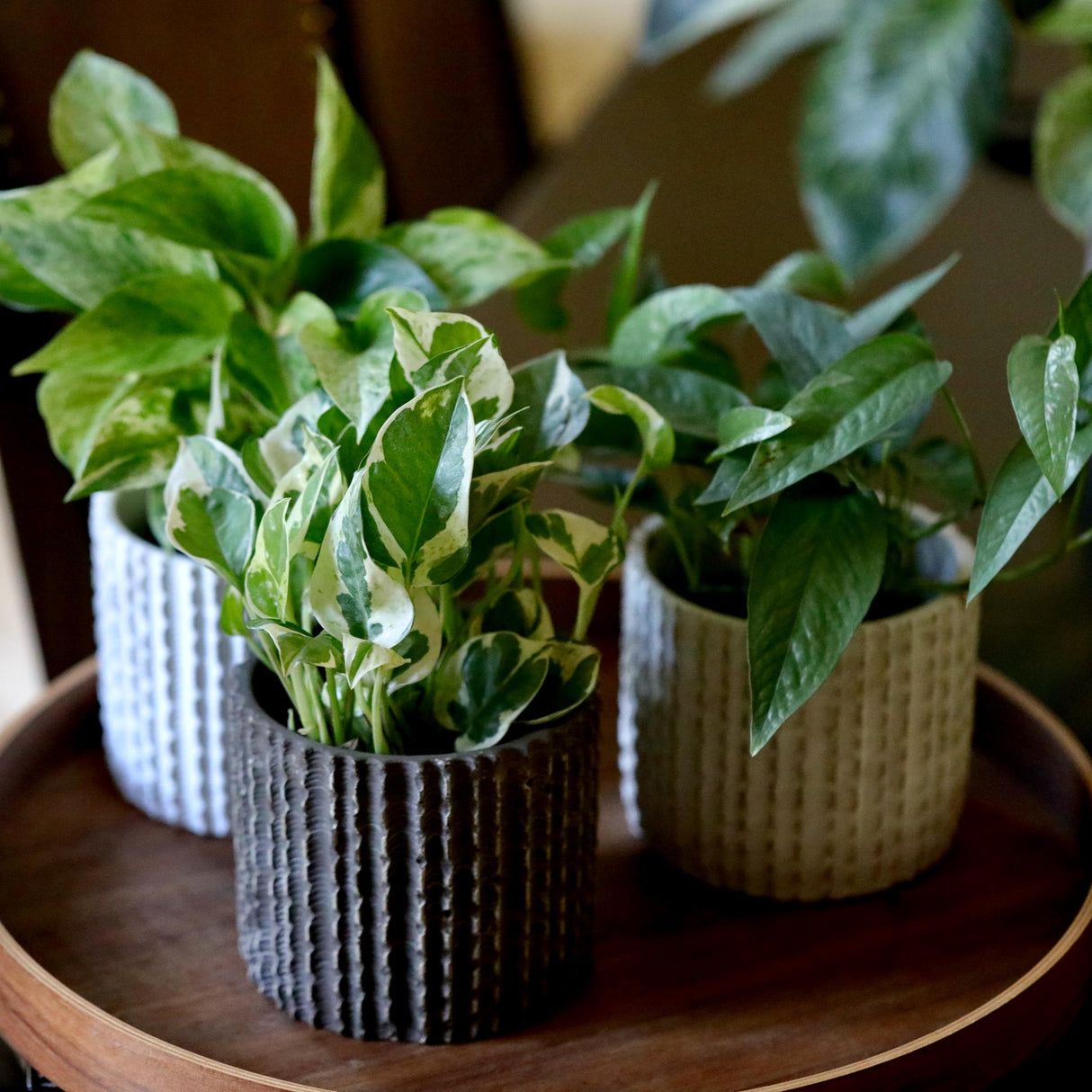 Pack of 3 for Cebu Blue, Marble Pothos and N'Joy Pothos in a 4" Nursery Pots