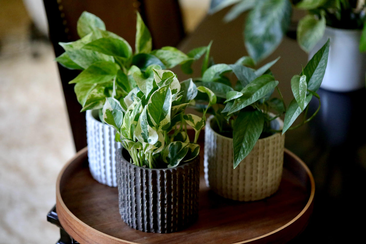 Pack of 3 for Cebu Blue, Marble Pothos and N'Joy Pothos in a 4" Nursery Pots - Variegated Indoor Easy Care Houseplant - Air Purifier Plants