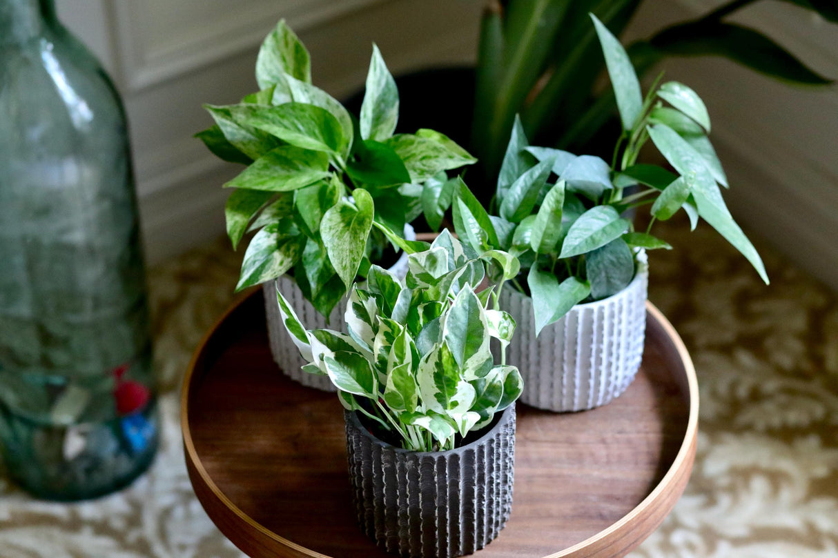 Pack of 3 for Cebu Blue, Marble Pothos and N'Joy Pothos in a 4" Nursery Pots - Variegated Indoor Easy Care Houseplant - Air Purifier Plants