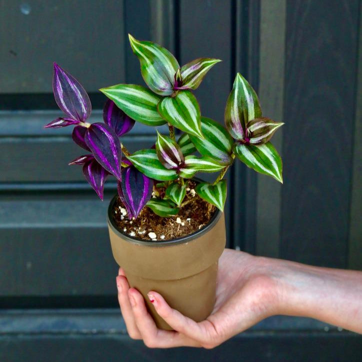 Mix of Silver & Purple Wandering Jew Plant in a 3" Nursery Pot | Easy Care Indoor Houseplant | Fast-Growing Pet Friendly Tradescantia Plant