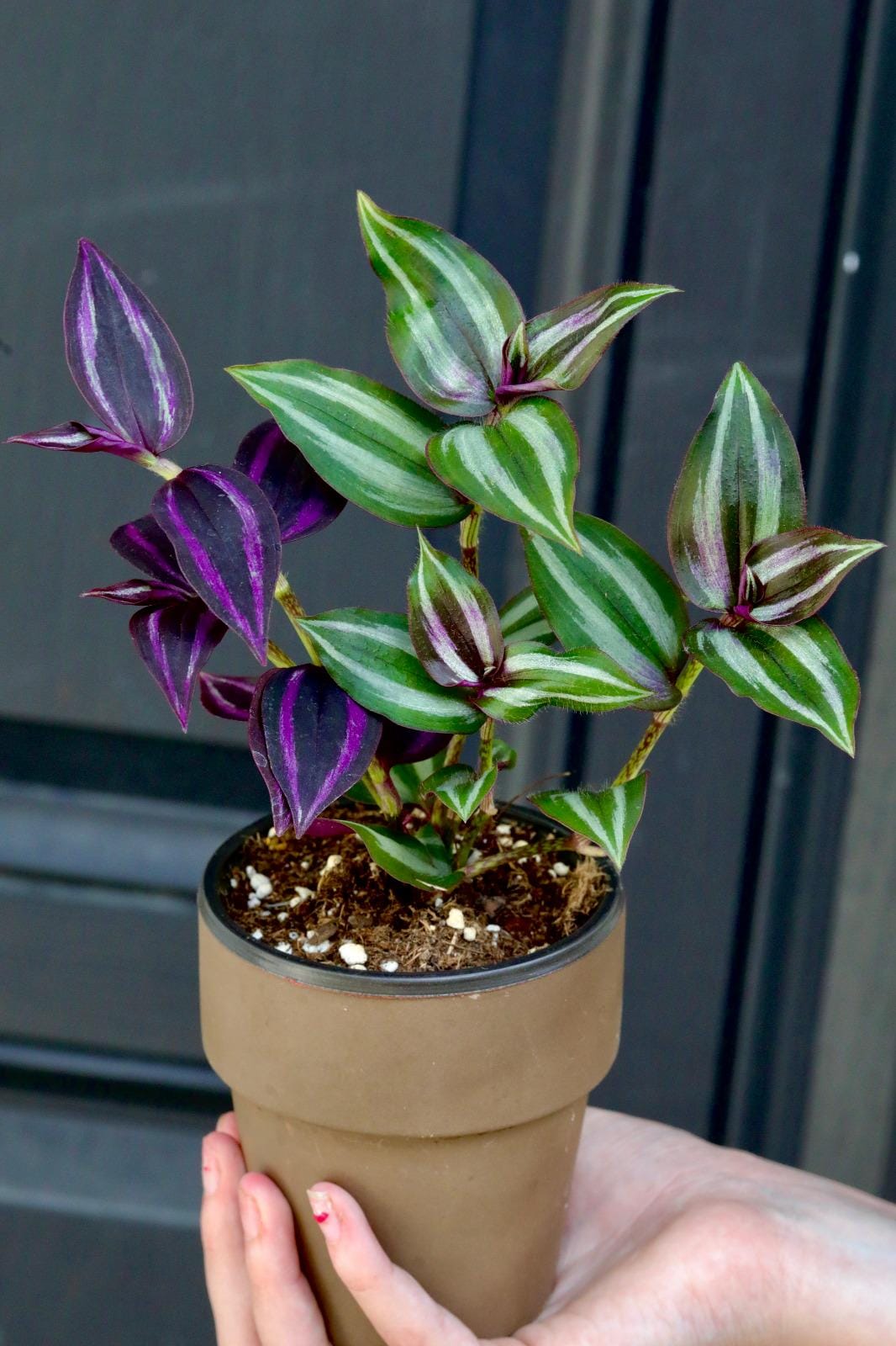 Mix of Silver & Purple Wandering Jew Plant in a 3" Nursery Pot | Easy Care Indoor Houseplant | Fast-Growing Pet Friendly Tradescantia Plant