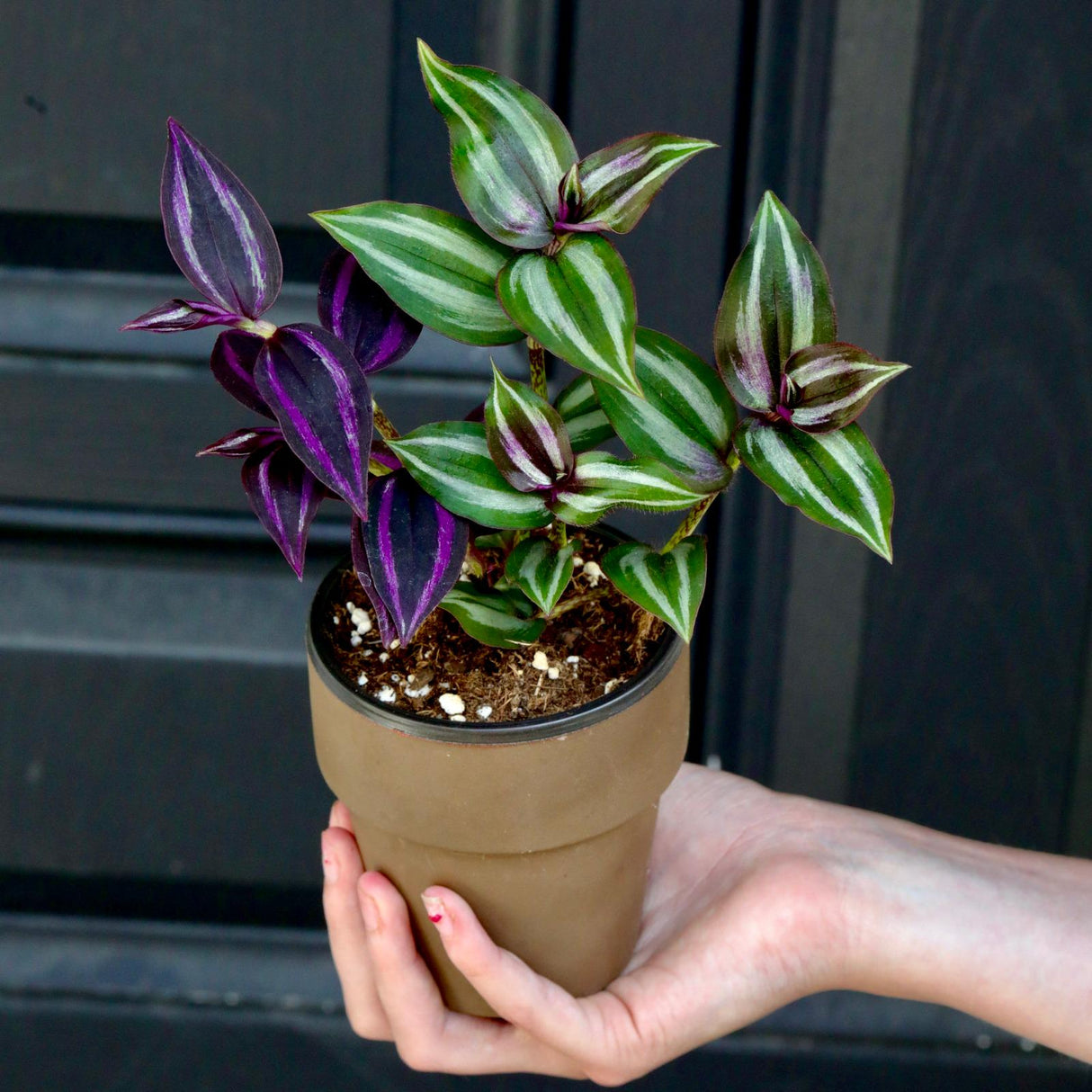 Mix of Silver & Purple Wandering Jew Plant in a 3" Nursery Pot | Easy Care Indoor Houseplant | Fast-Growing Pet Friendly Tradescantia Plant