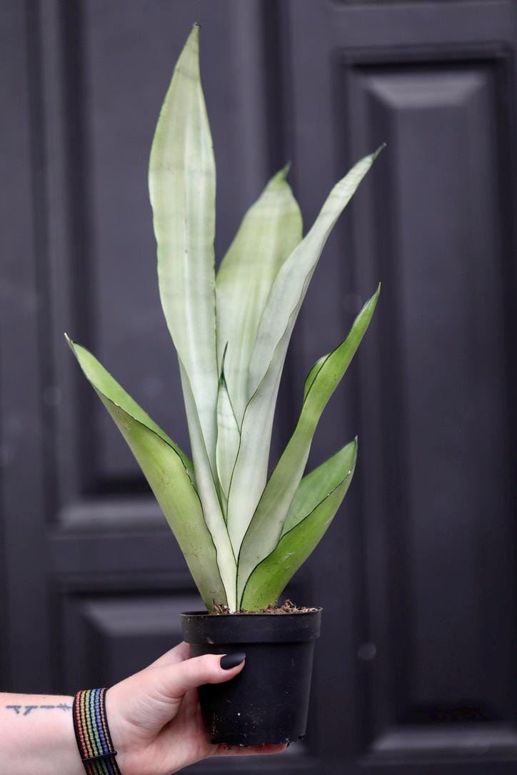 Sansevieria Masoniana in a 4" Nursery Pot | Moonshine Snake Plant | Air Purifying Indoor Plant | Low Light Houseplants | Cat Safe Plant