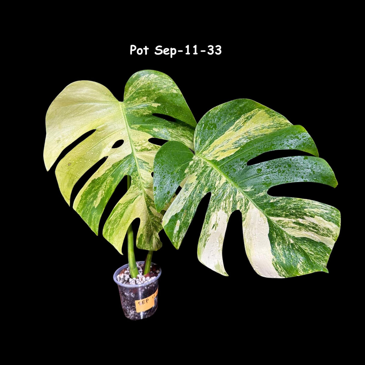 Variegated Monstera Aurea Borsigiana in a Nursery Pot - Monstera Aurea Variegata - Monstera Marmota - SAME PLANT as images