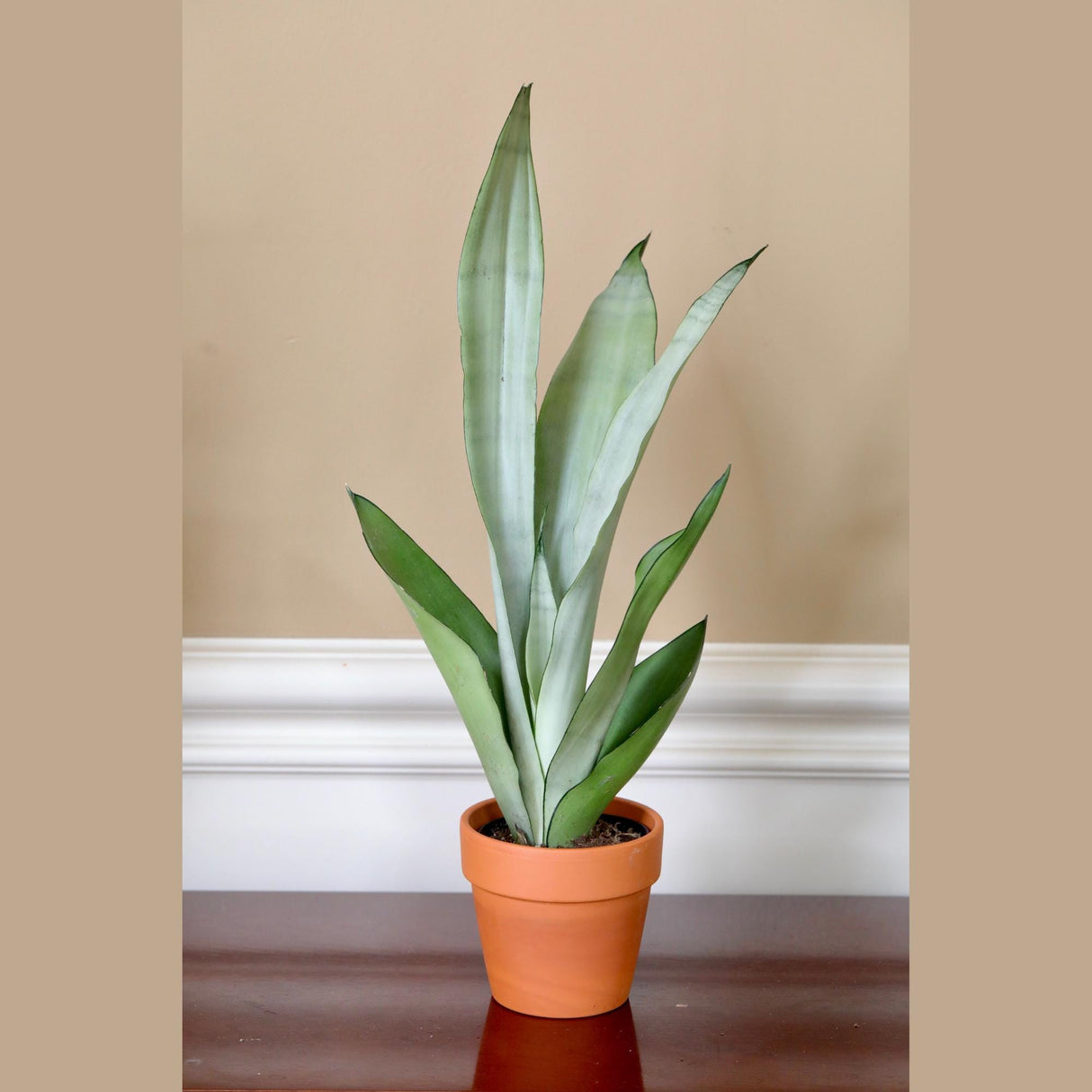Sansevieria Masoniana in a 4" Nursery Pot | Moonshine Snake Plant | Air Purifying Indoor Plant | Low Light Houseplants | Cat Safe Plant