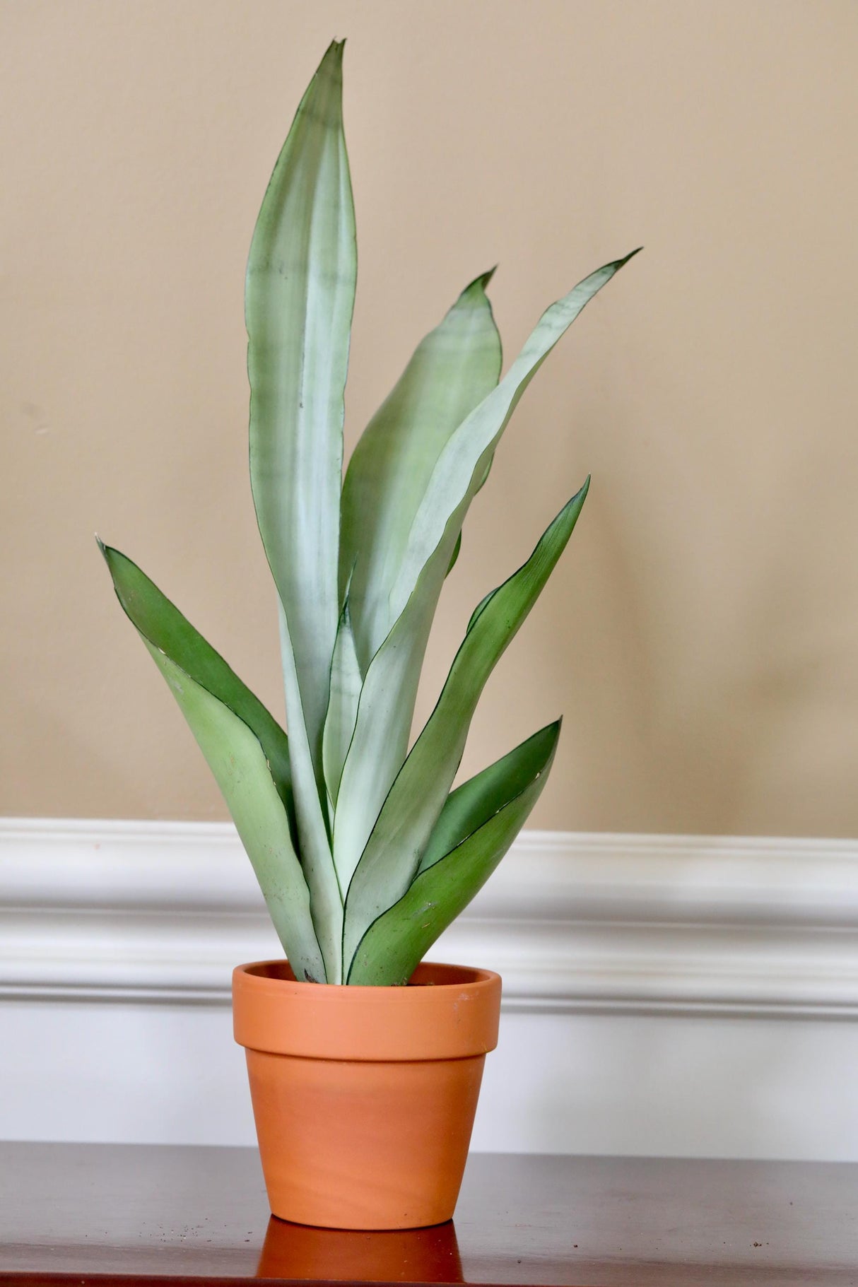 Sansevieria Masoniana in a 4" Nursery Pot | Moonshine Snake Plant | Air Purifying Indoor Plant | Low Light Houseplants | Cat Safe Plant