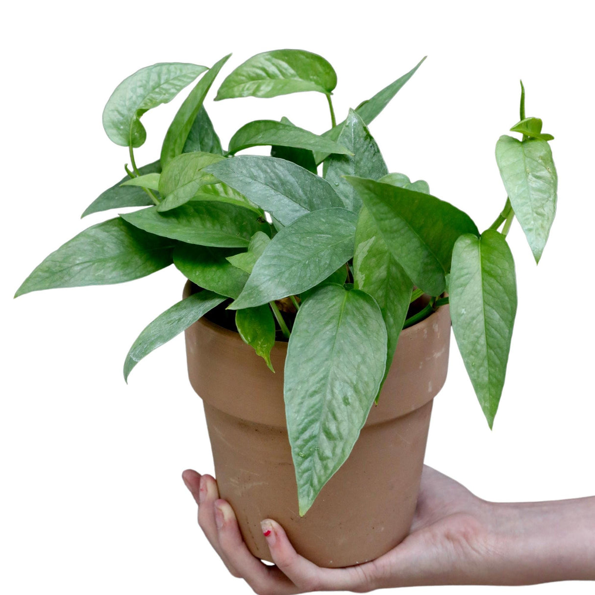 Cebu Blue Pothos in a 3" Nursery Pot | Epipremnum Pinnatum Vining Plant | Air Purifying Indoor Houseplant | Low Light Best Office Plant