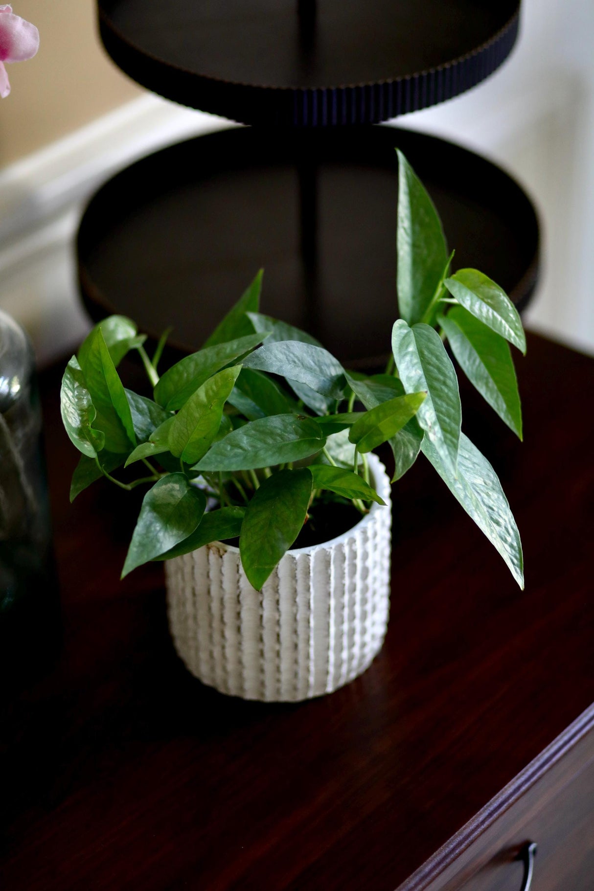 Cebu Blue Pothos in a 3" Nursery Pot | Epipremnum Pinnatum Vining Plant | Air Purifying Indoor Houseplant | Low Light Best Office Plant