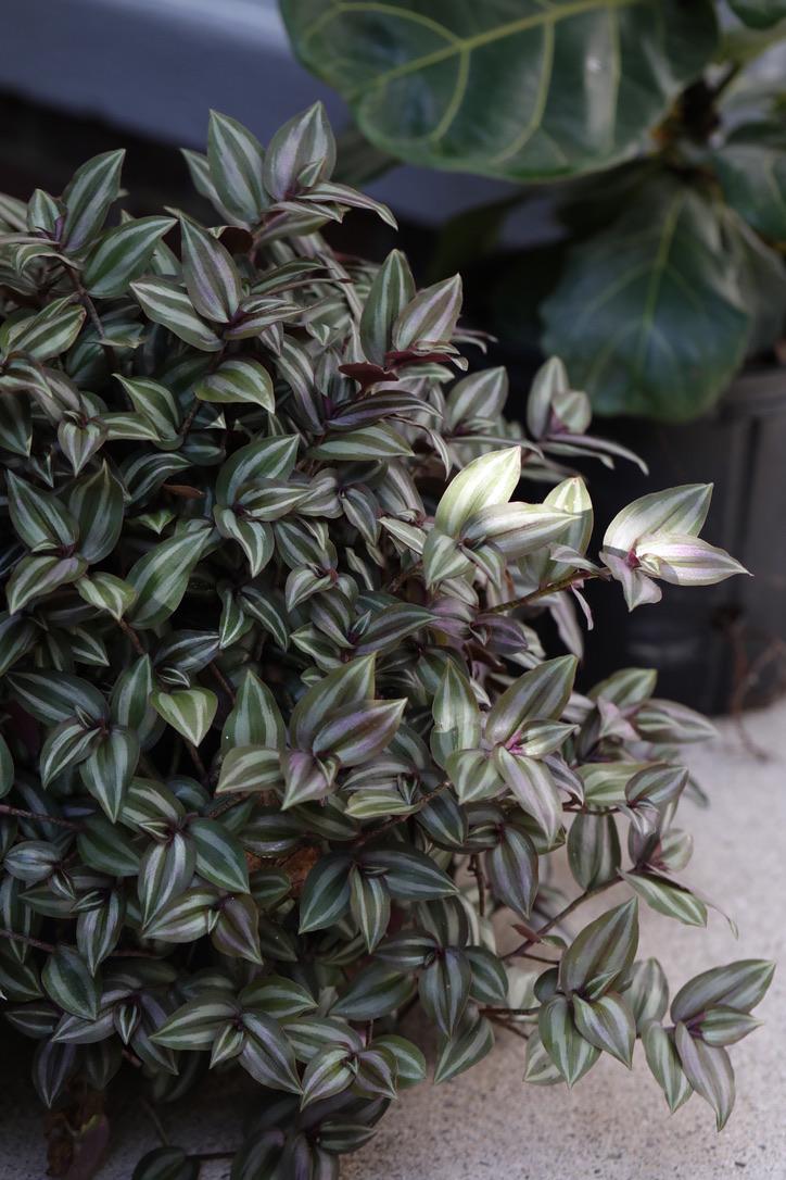 Silver Wandering Jew 3 Cuttings Bundle - Wandering Jew Vining Plant - Low Light Indoor Plants - Air Purifying Purple and silver houseplant