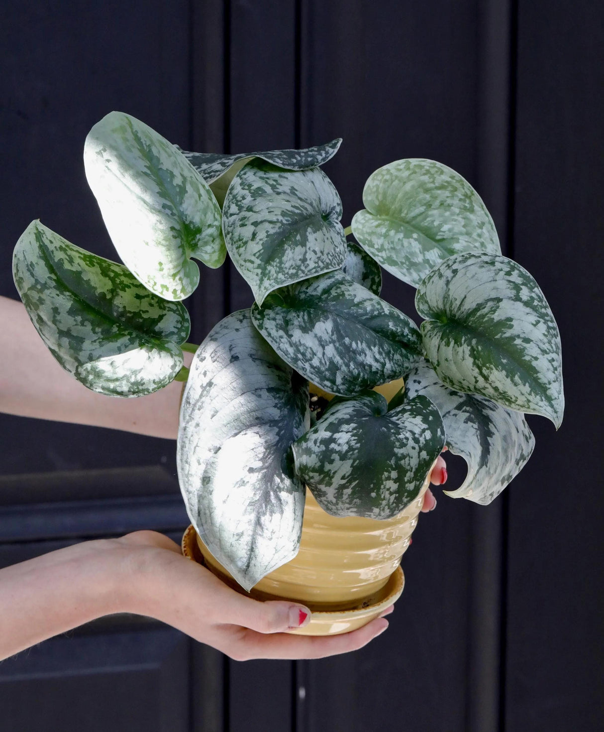 Scindapsus Silver Exotica Plant in 3" Nursery Pot - Silver Satin Pothos Plant - Rare Vining Indoor Plant - Scindapsus Pictus Exotica