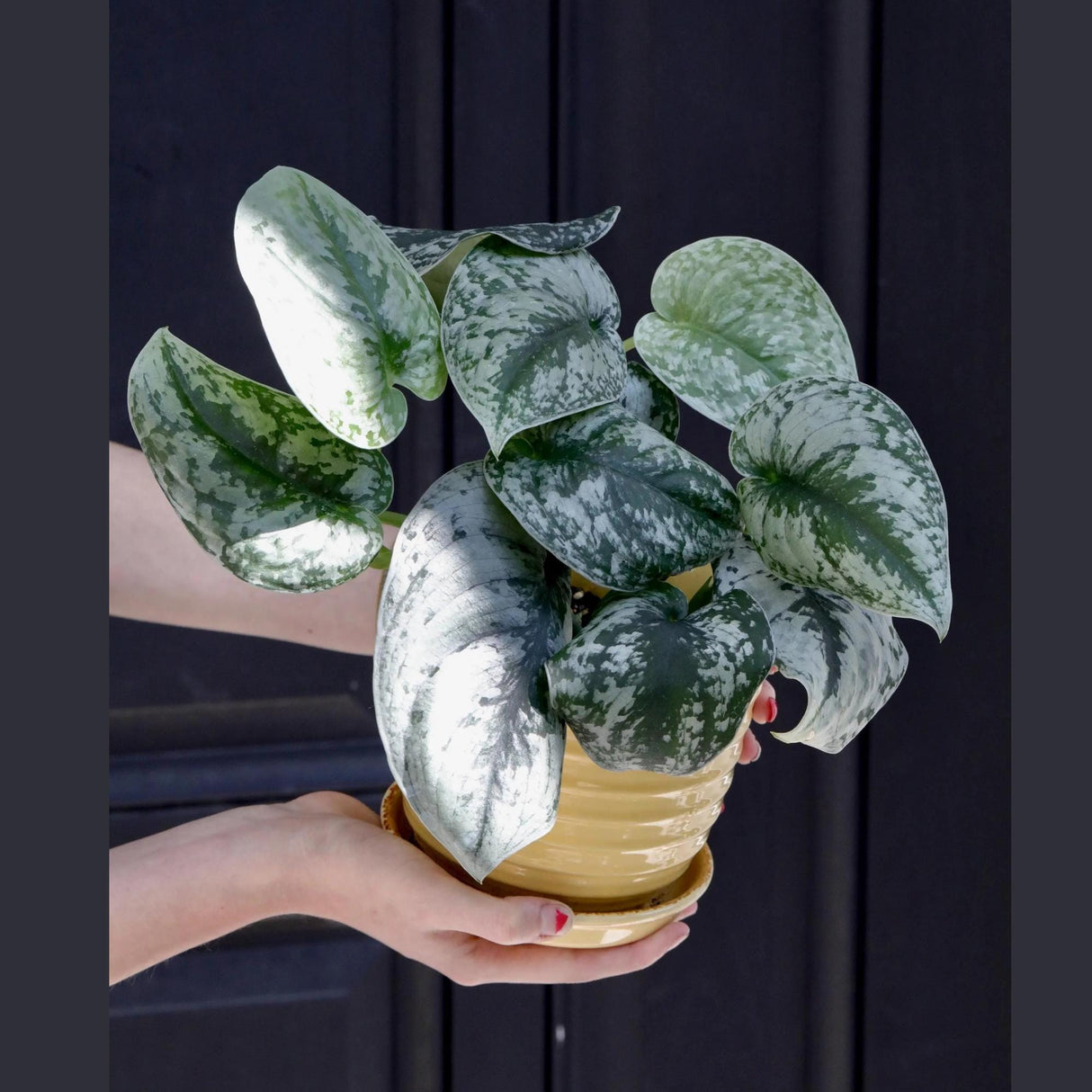 Scindapsus Silver Exotica Plant in 3" Nursery Pot - Silver Satin Pothos Plant - Rare Vining Indoor Plant - Scindapsus Pictus Exotica