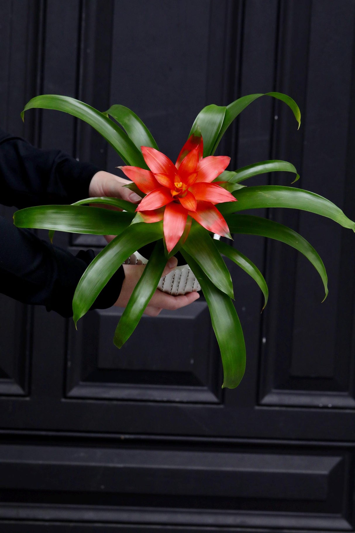 Bromeliad Flowering Houseplant - Flowering Indoor Plant in 4" Nursery - Houseplant with Flowers with Bloom - Room Decor Live Gift Plant