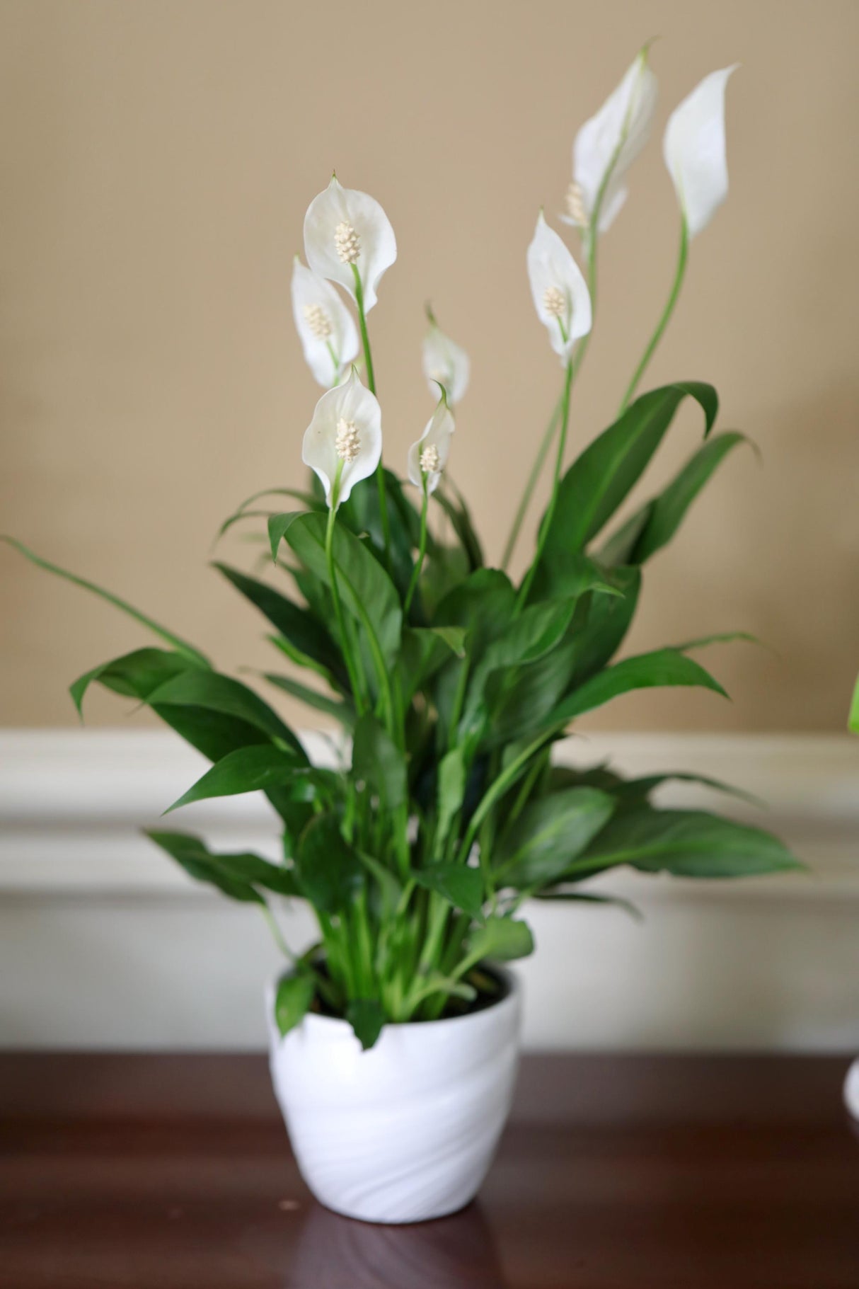 Peace Lily